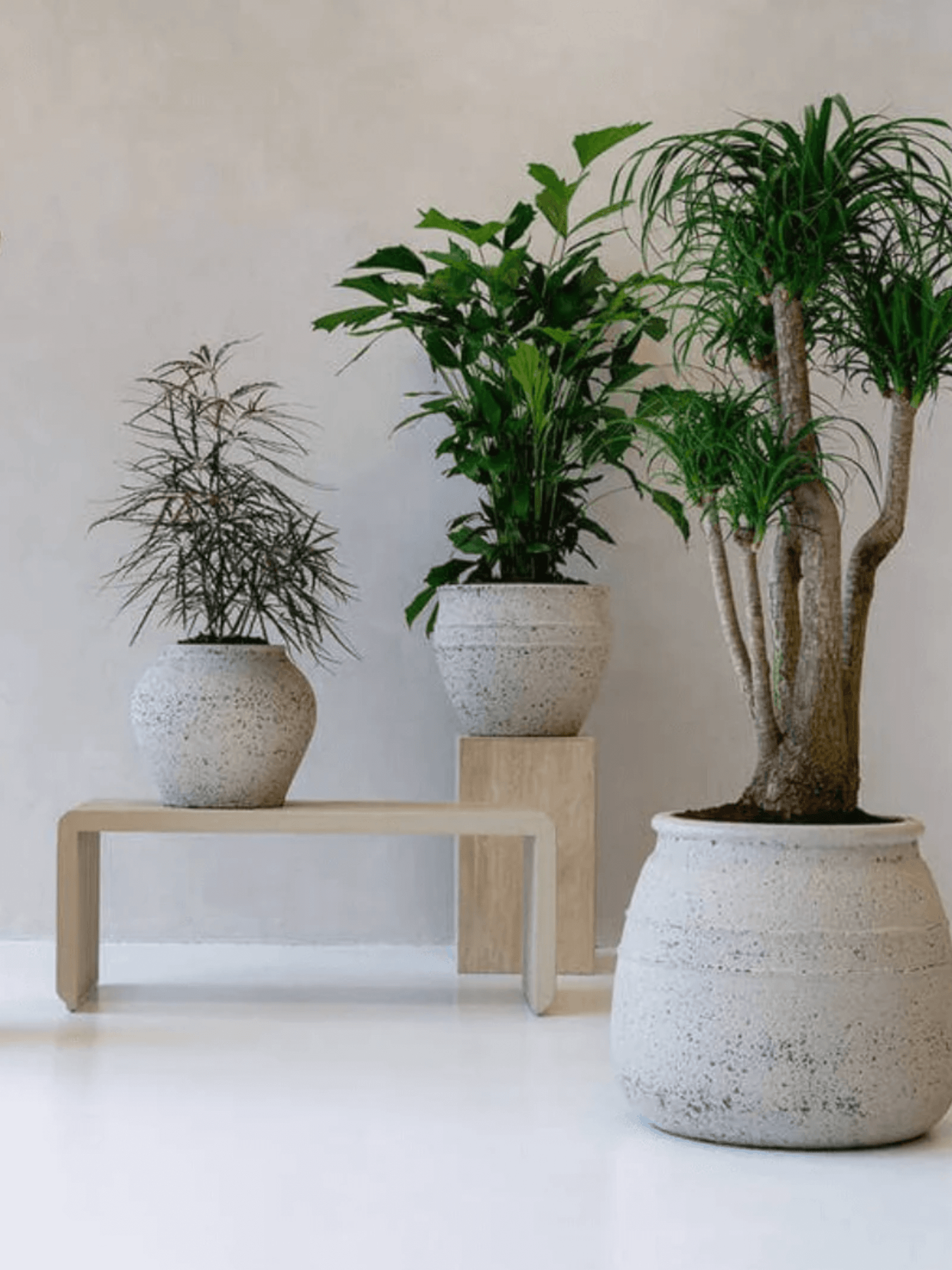 Athena Mediterranean Plant Pot: Timeless Elegance in Chalk White
