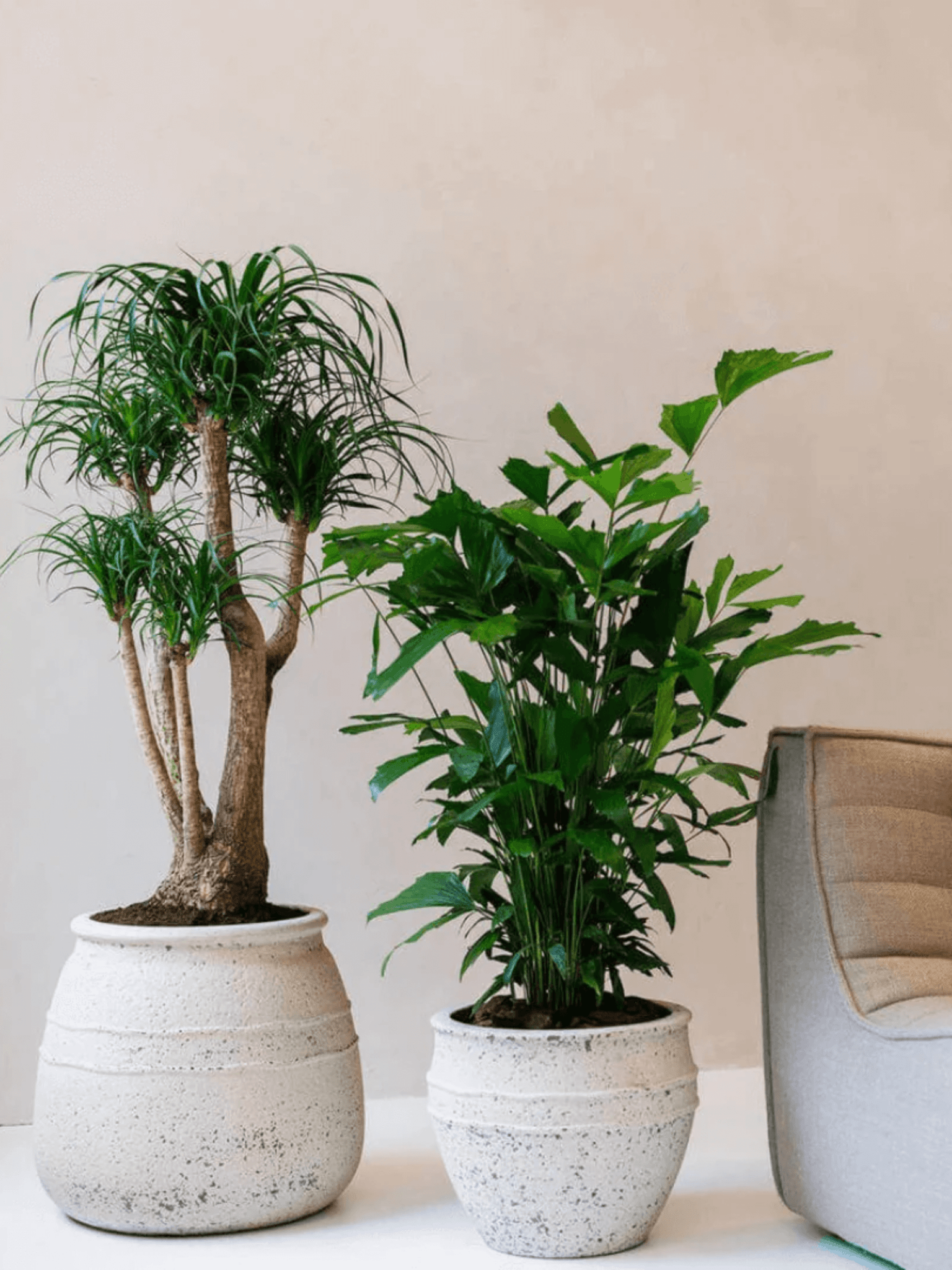 Athena Mediterranean Plant Pot: Timeless Elegance in Chalk White