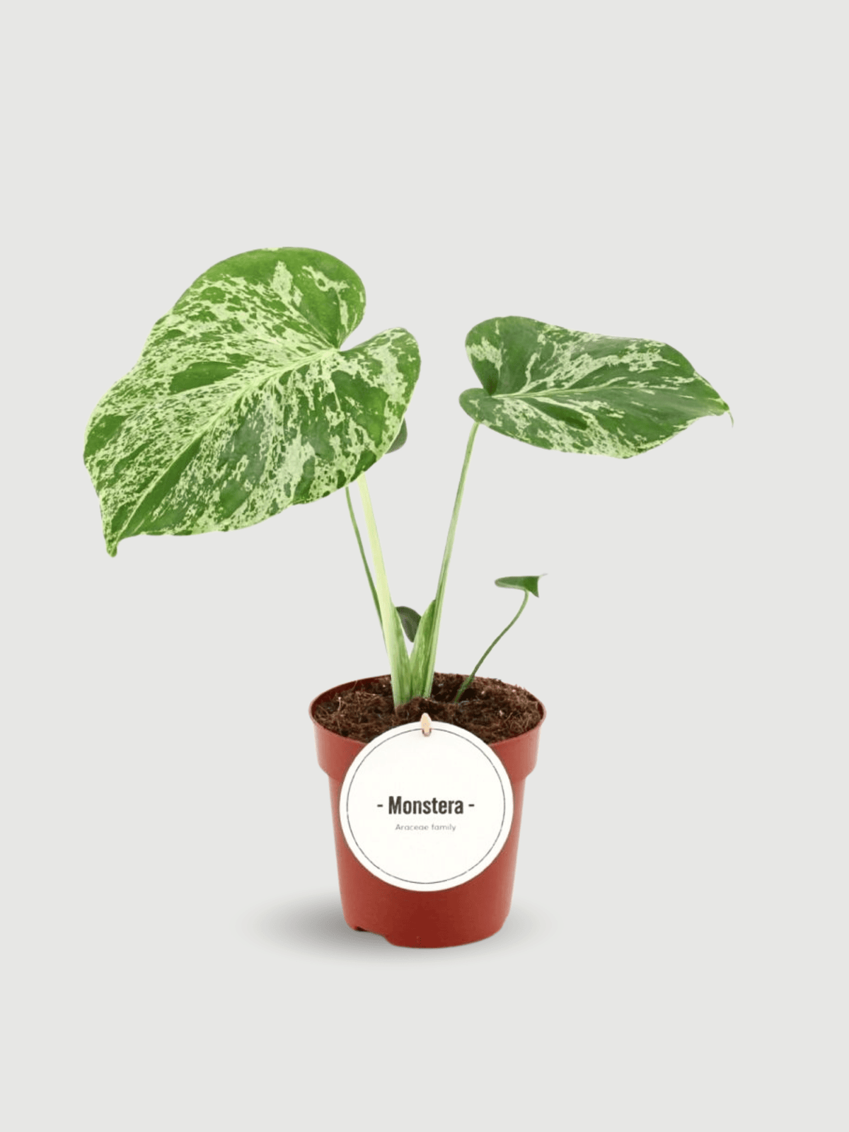 Monstera Bulbasaur | Variegated Monstera Deliciosa | Rebel Plants