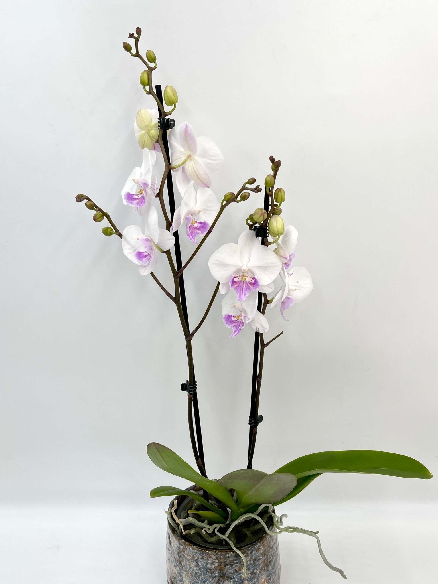 Big Lip Orchid - Phalaenopsis Mia - White & Purple Orchid - 60cm