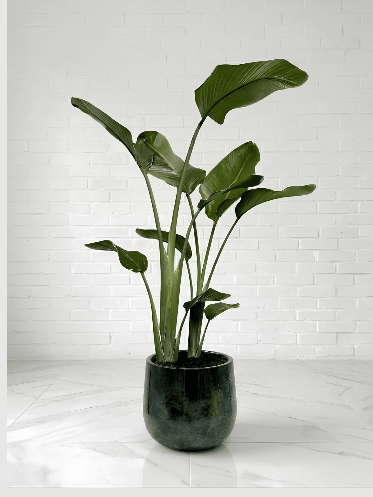 Bird of Paradise in Metal Plant Pot - Strelitzia Nicolai, Plant & Pot Bundle - Rebel Plants
