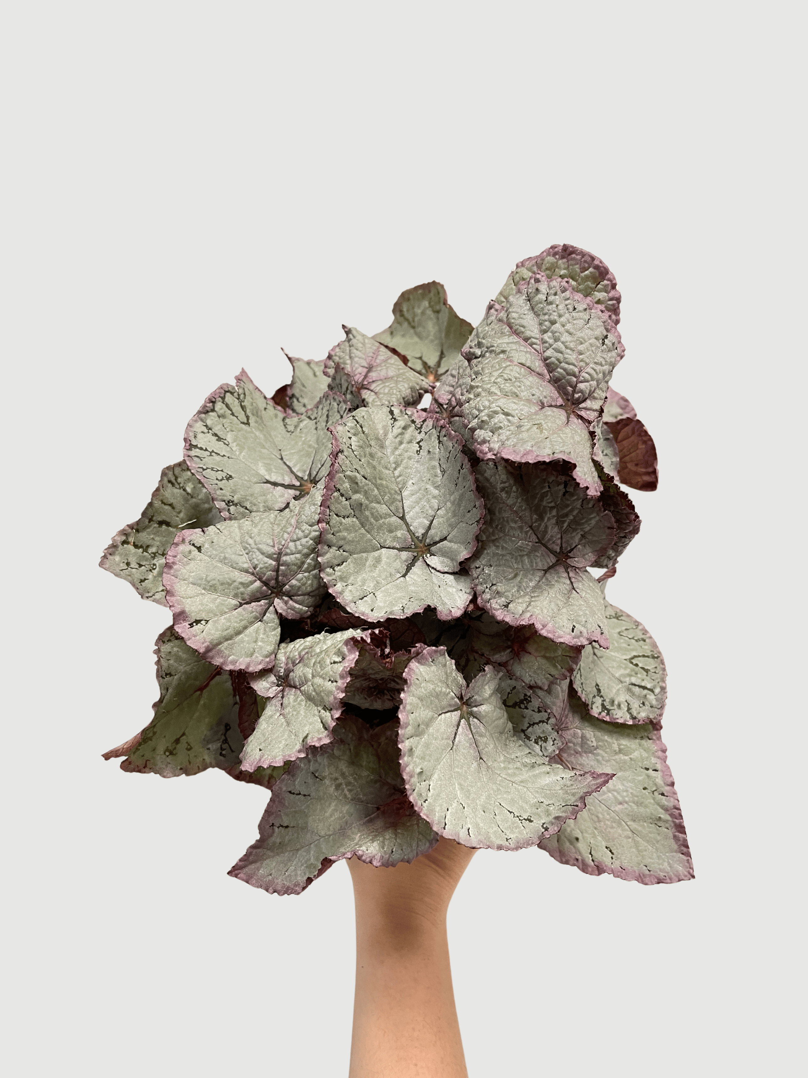 Bladbegonia (Rex Begonia) | Colourful Foliage Houseplant, 13cm Pot - Rebel Plants