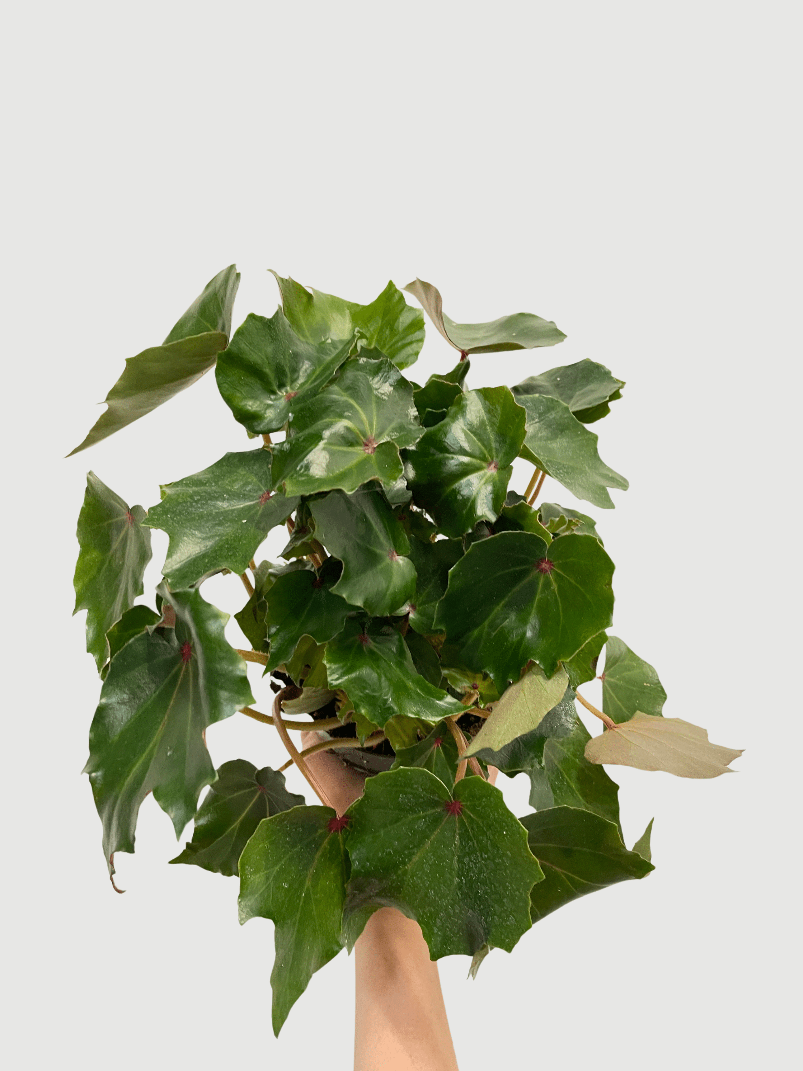 Bladbegonia (Rex Begonia) | Colourful Foliage Houseplant, 13cm Pot - Rebel Plants