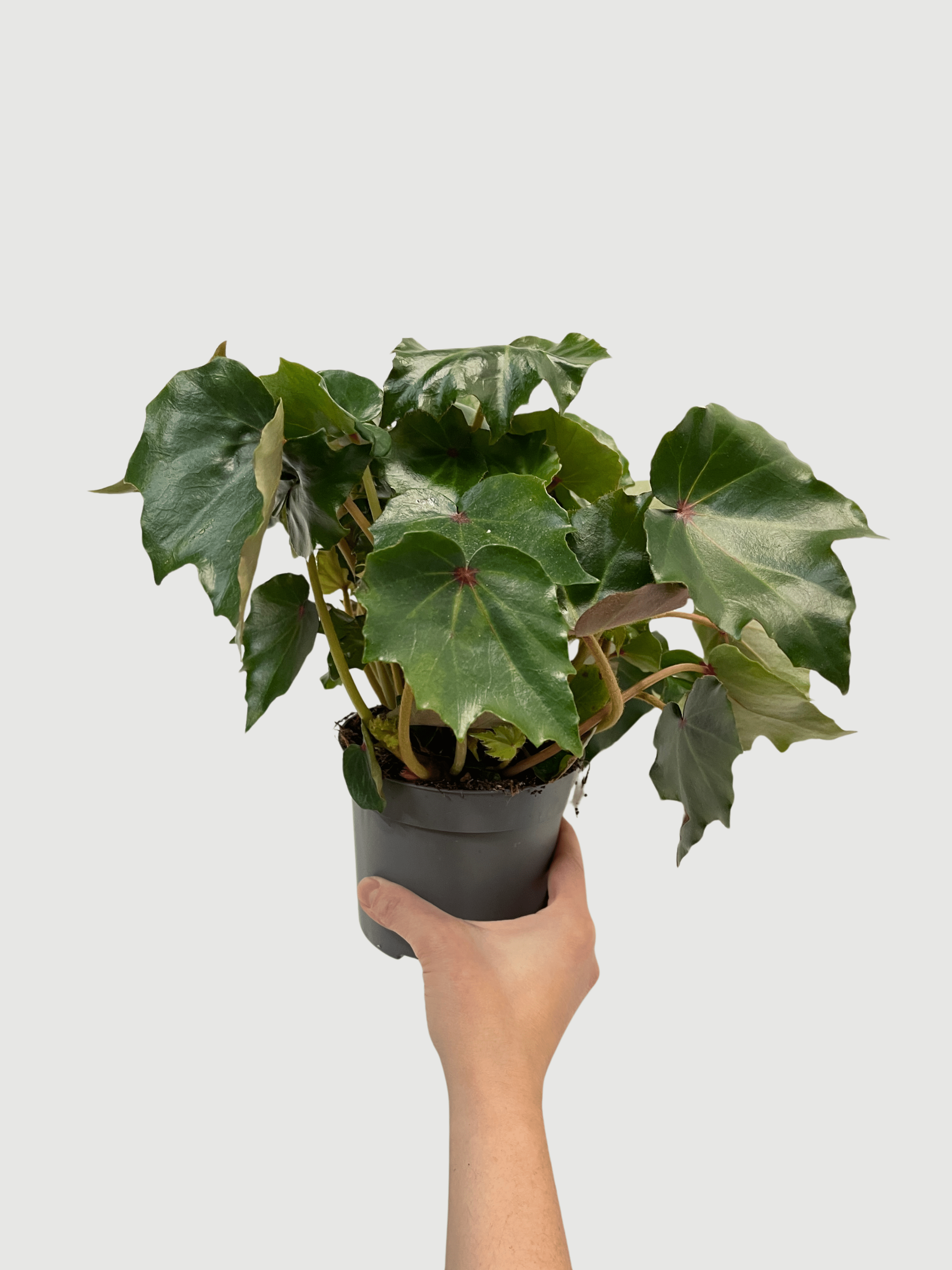 Bladbegonia (Rex Begonia) | Colourful Foliage Houseplant, 13cm Pot - Rebel Plants