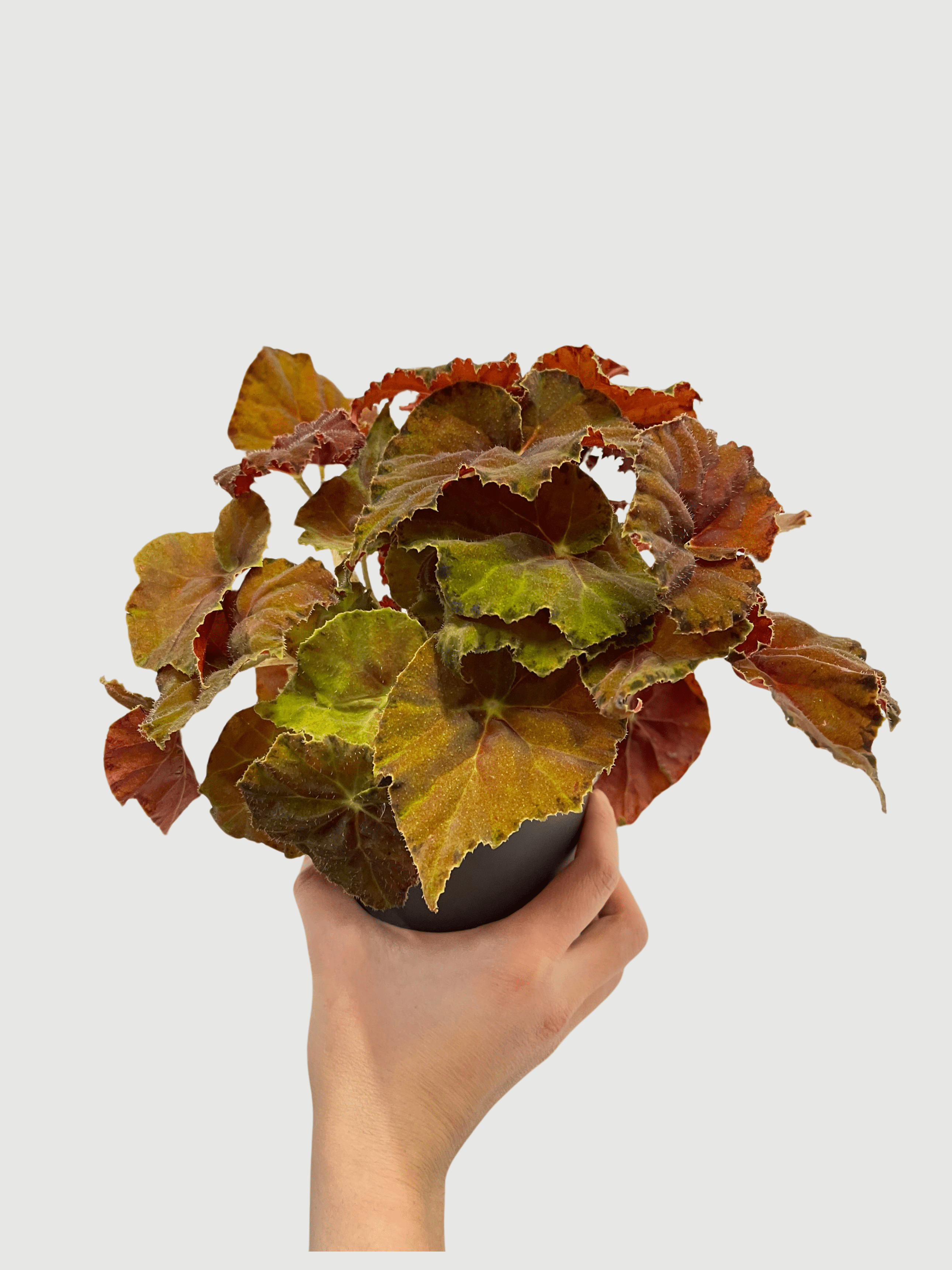Bladbegonia (Rex Begonia) | Colourful Foliage Houseplant, 13cm Pot - Rebel Plants