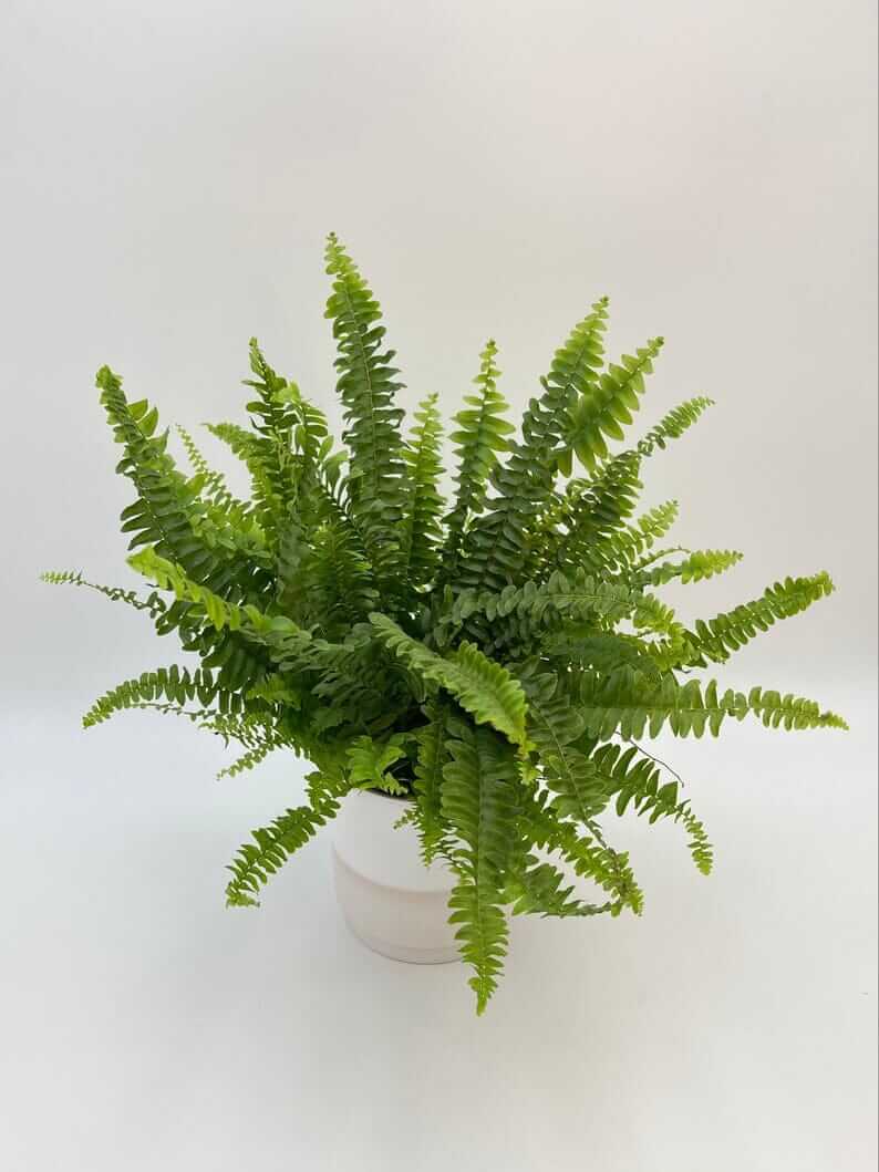 Boston Fern, Pet Safe Houseplant