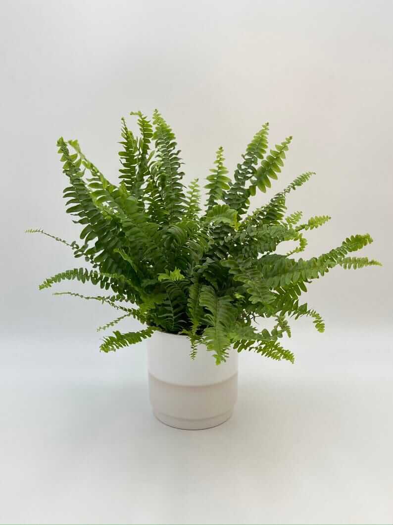 Boston Fern, Pet Safe Houseplant