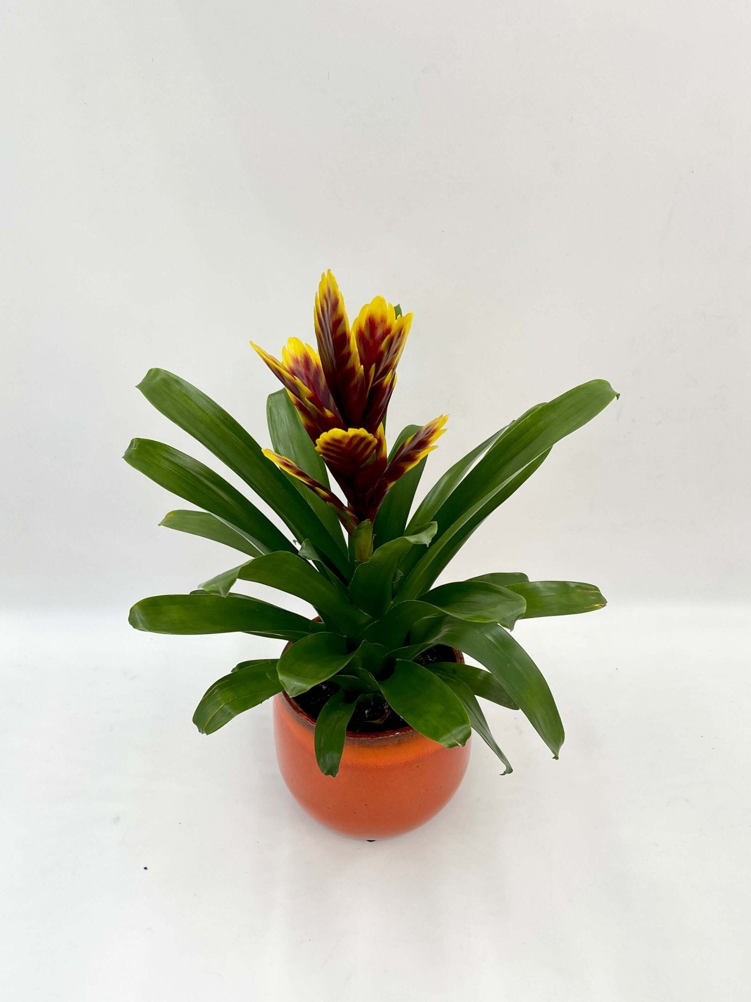 Bromeliad Plant - Vriesea Intenso Purple Flame - Flowering Houseplant
