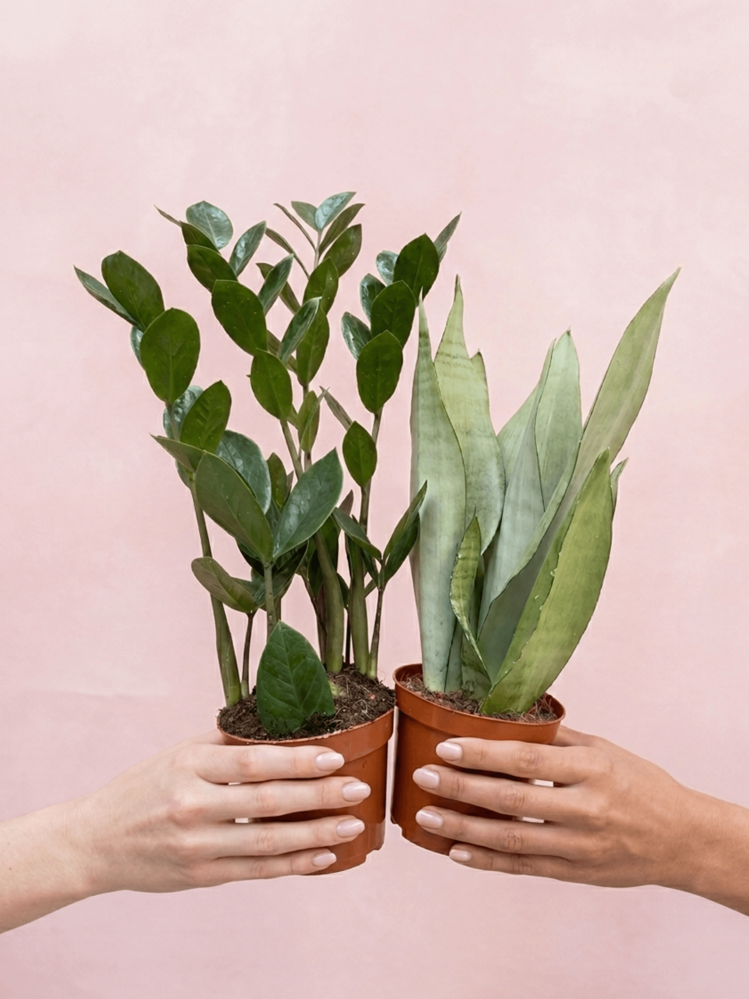 Unkillable Houseplant Duo: Sansevieria Moonshine & Zamioculcas Zamiifolia Plant Bundle