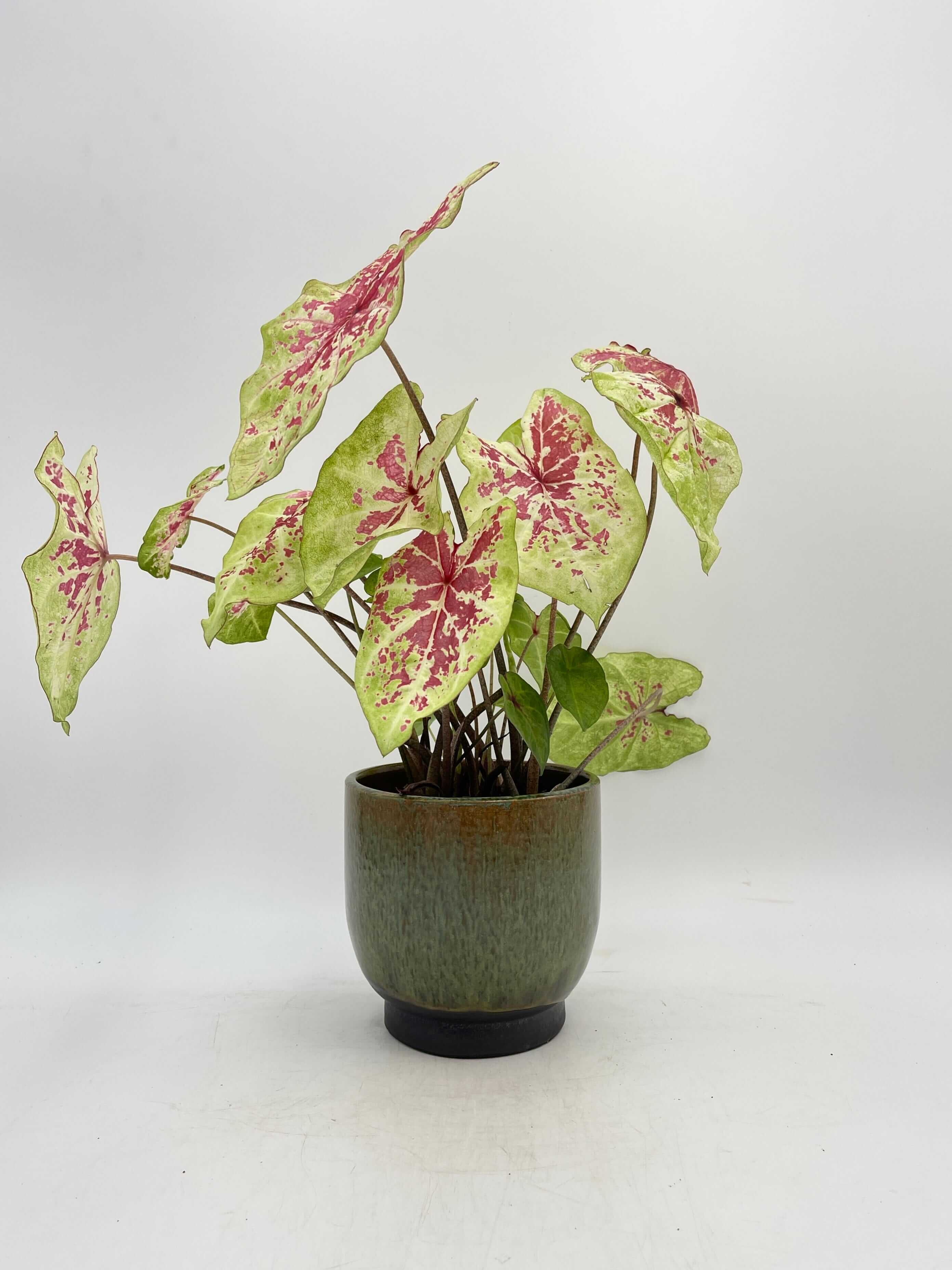 Caladium Raspberry Moon, Angel Wings