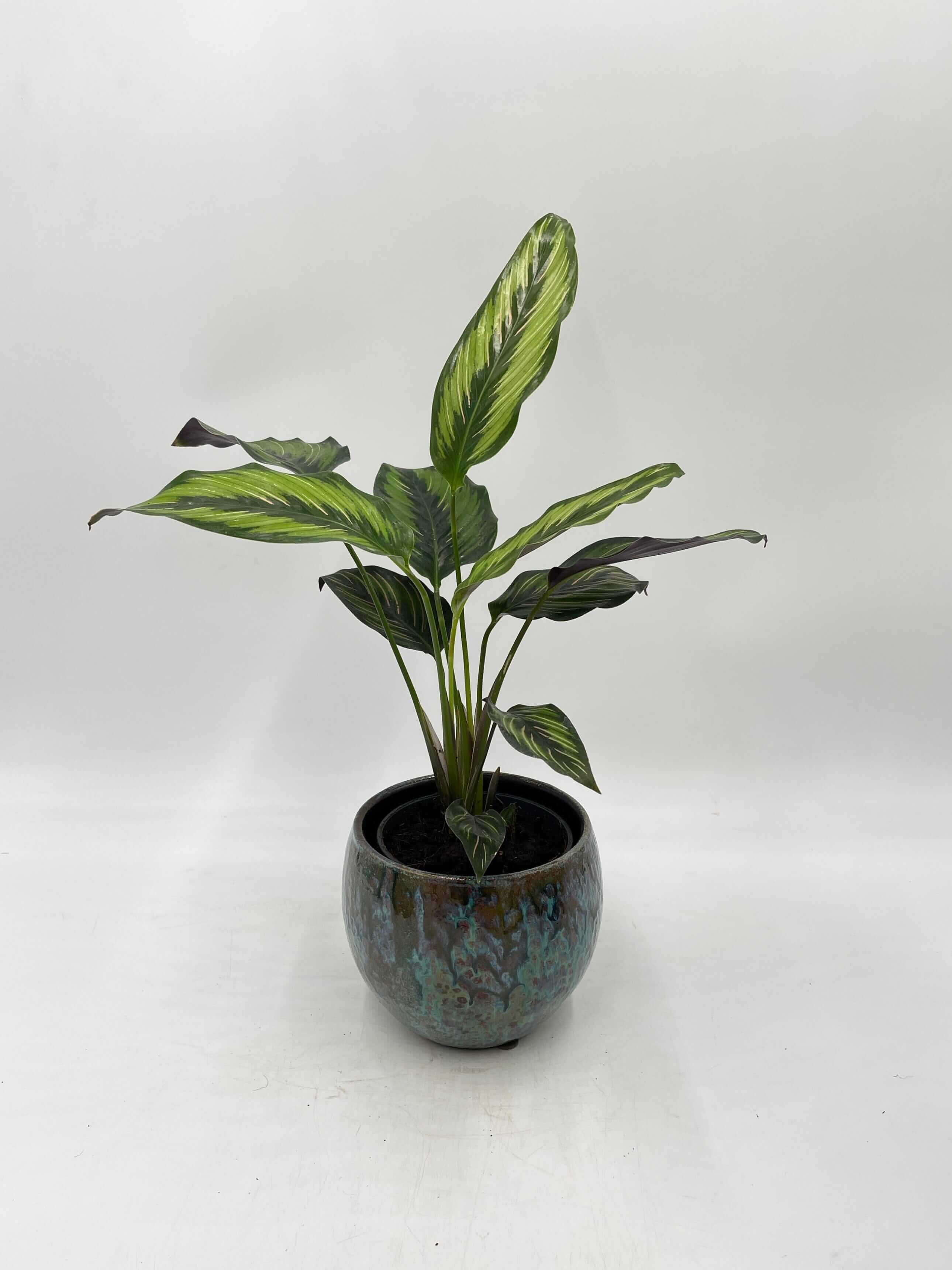 Calathea Beauty Star, Prayer Plant, Pet Safe Houseplant