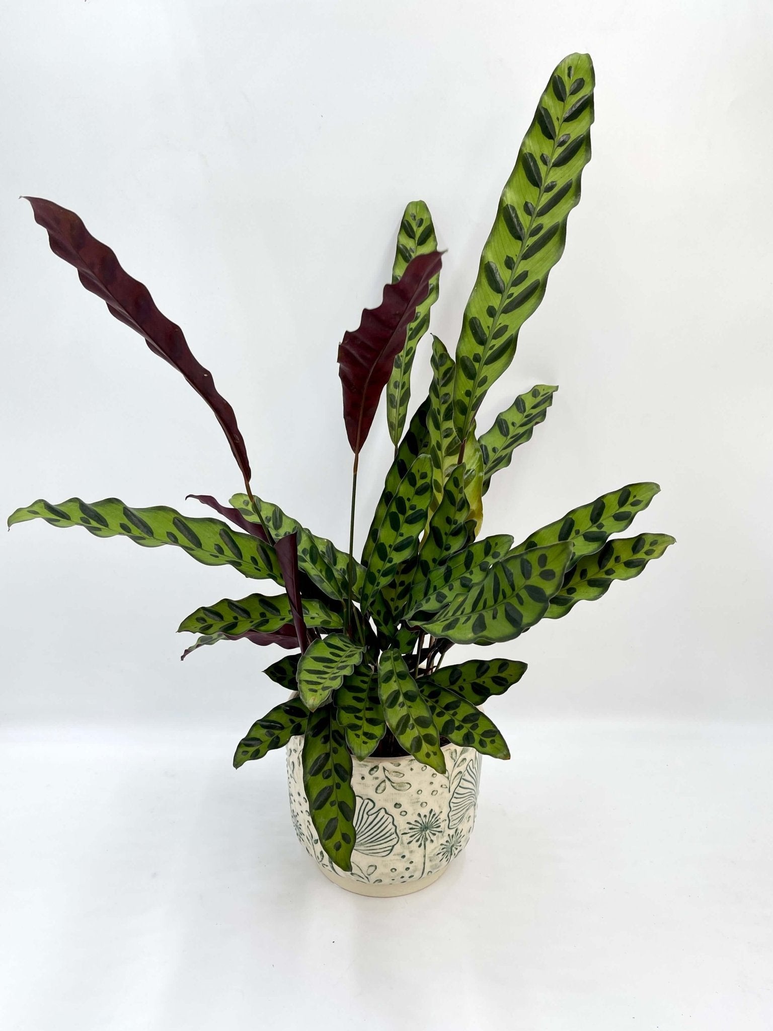 Calathea Lancifolia - Rattlesnake Plant - Pet Safe Houseplant