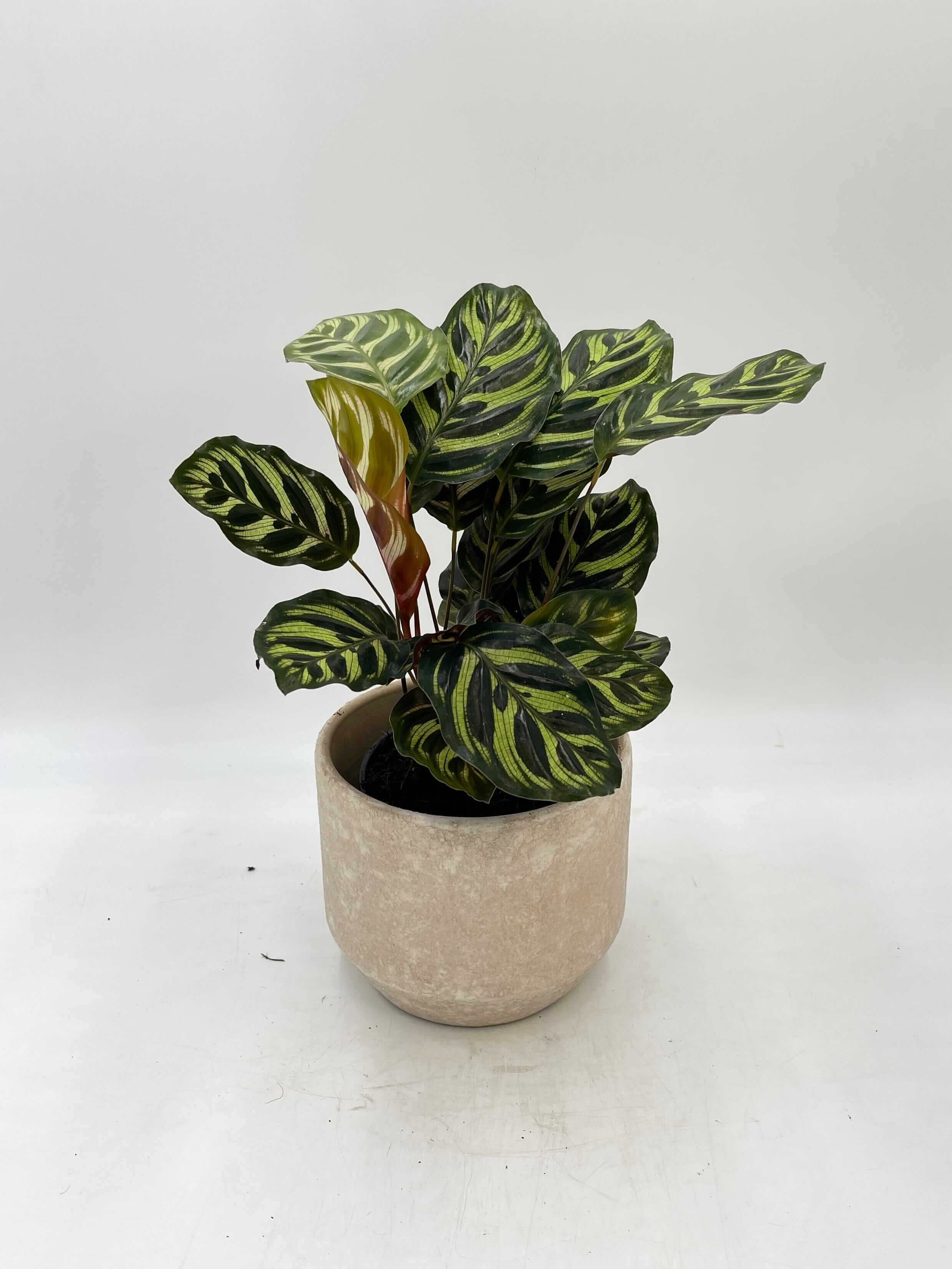 Calathea Makoyana, Prayer Plant, 12cm pot, Pet Safe Houseplant