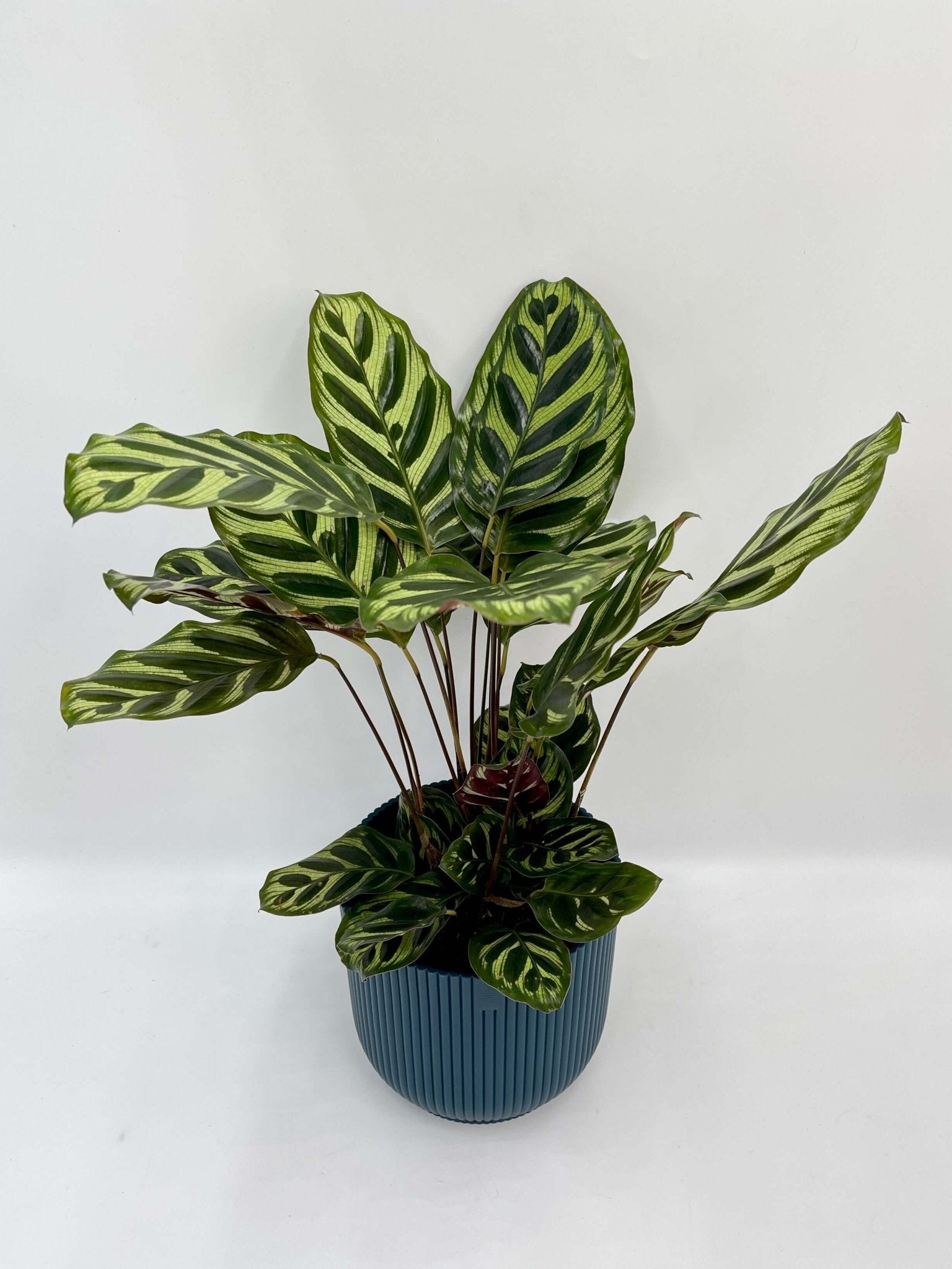Calathea Makoyana, Prayer Plant, 12cm pot, Pet Safe Houseplant