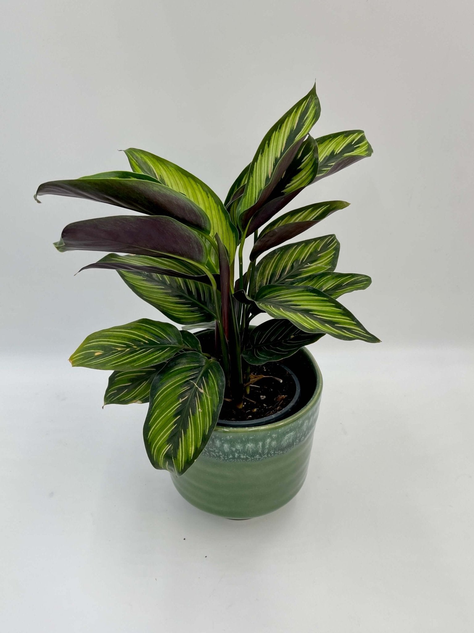 Calathea ornata Beauty Star - Pet Safe Houseplants