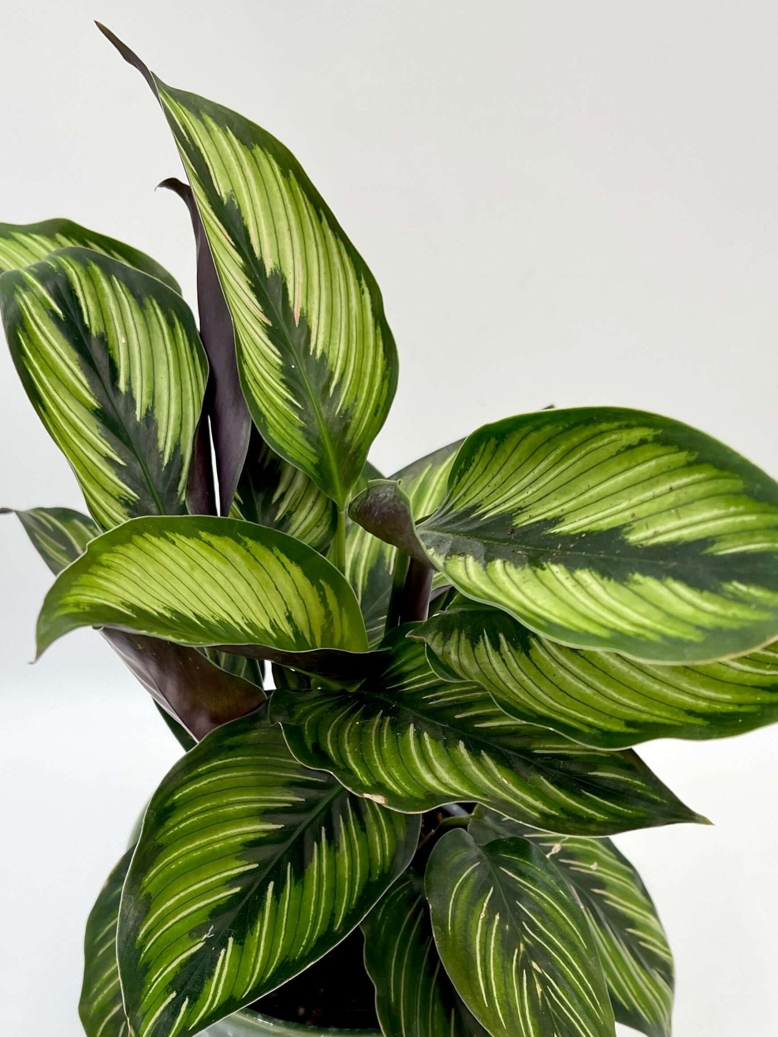 Calathea ornata Beauty Star - Pet Safe Houseplants