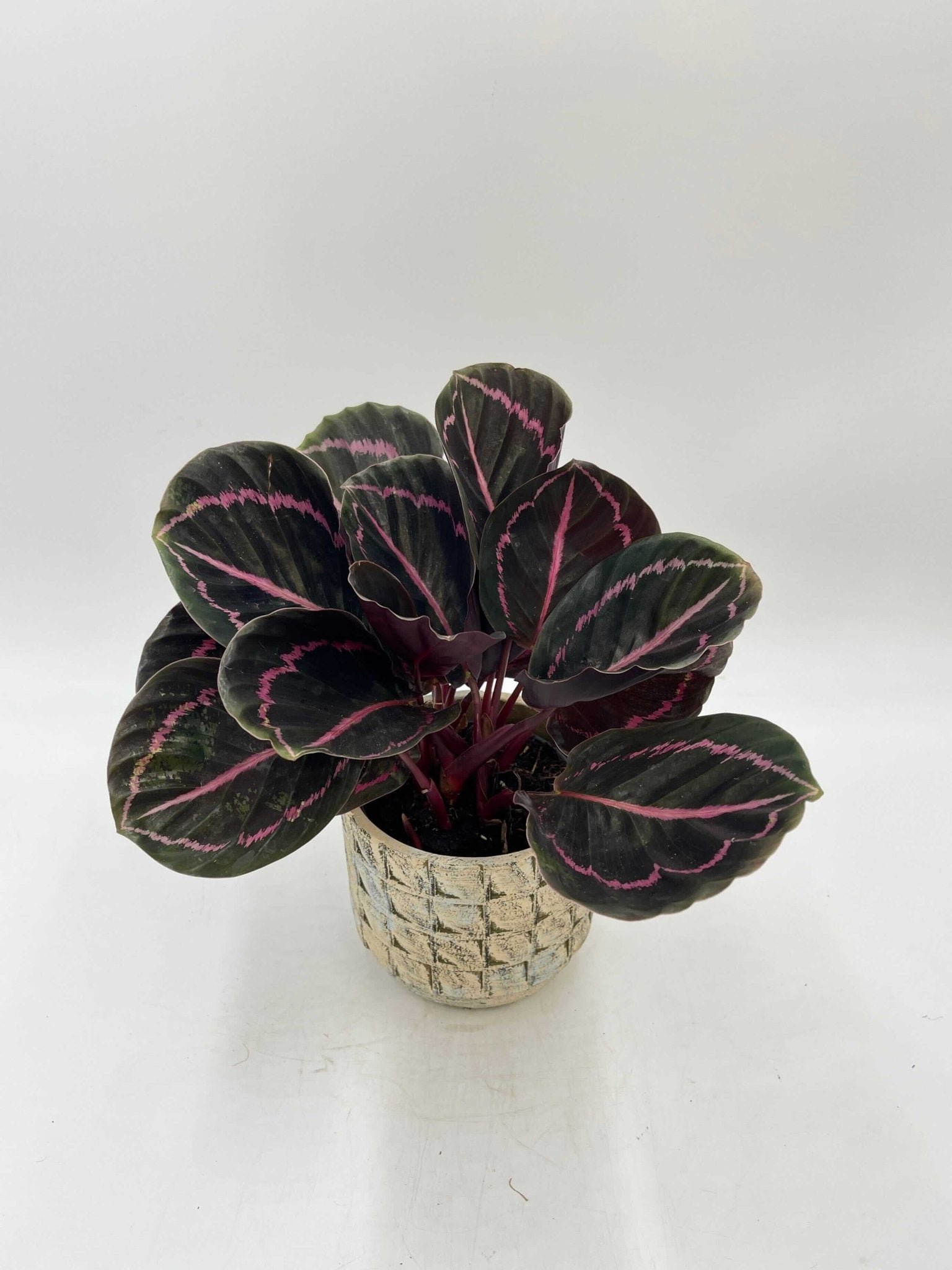 Calathea Roseoptica Dottie, Prayer Plant, Pet Safe Houseplants