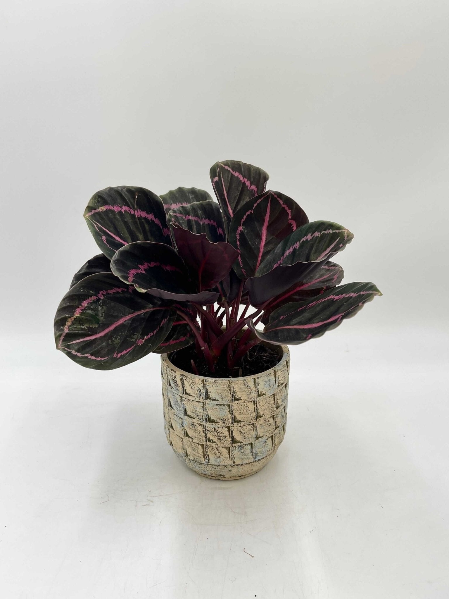 Calathea Roseoptica Dottie, Prayer Plant, Pet Safe Houseplants