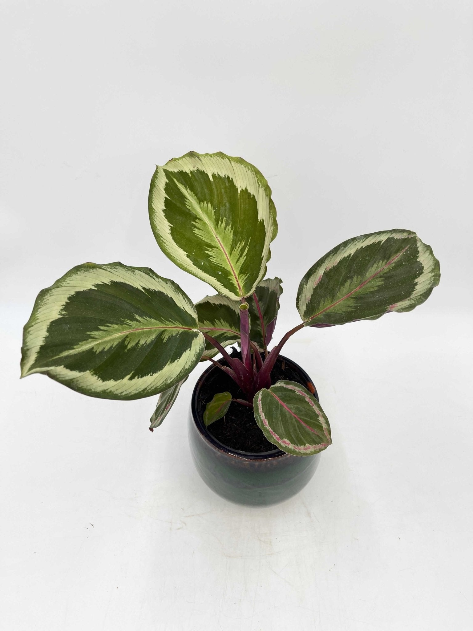 Calathea Roseopicta Marion, Prayer Plant