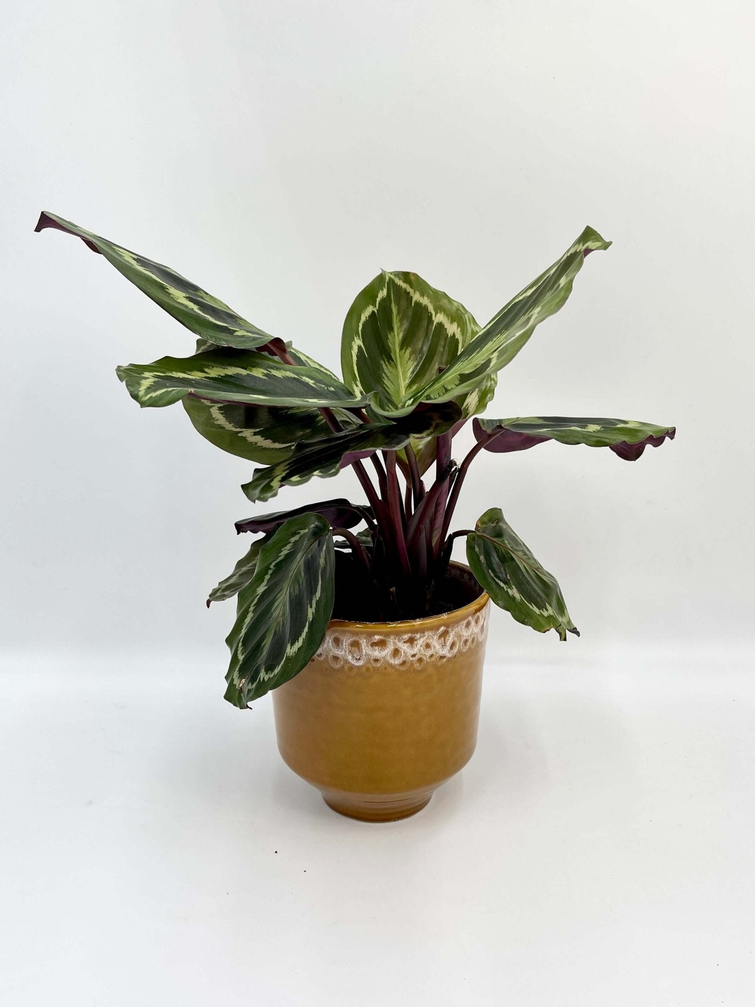 Calathea Roseopicta Medallion - Prayer Plant - Pet Safe Houseplants