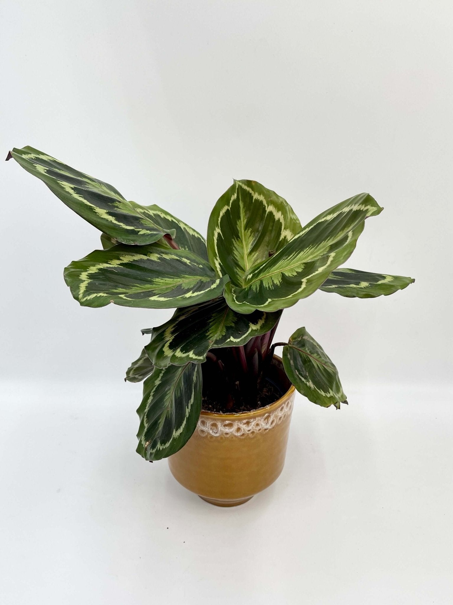 Calathea Roseopicta Medallion - Prayer Plant - Pet Safe Houseplants