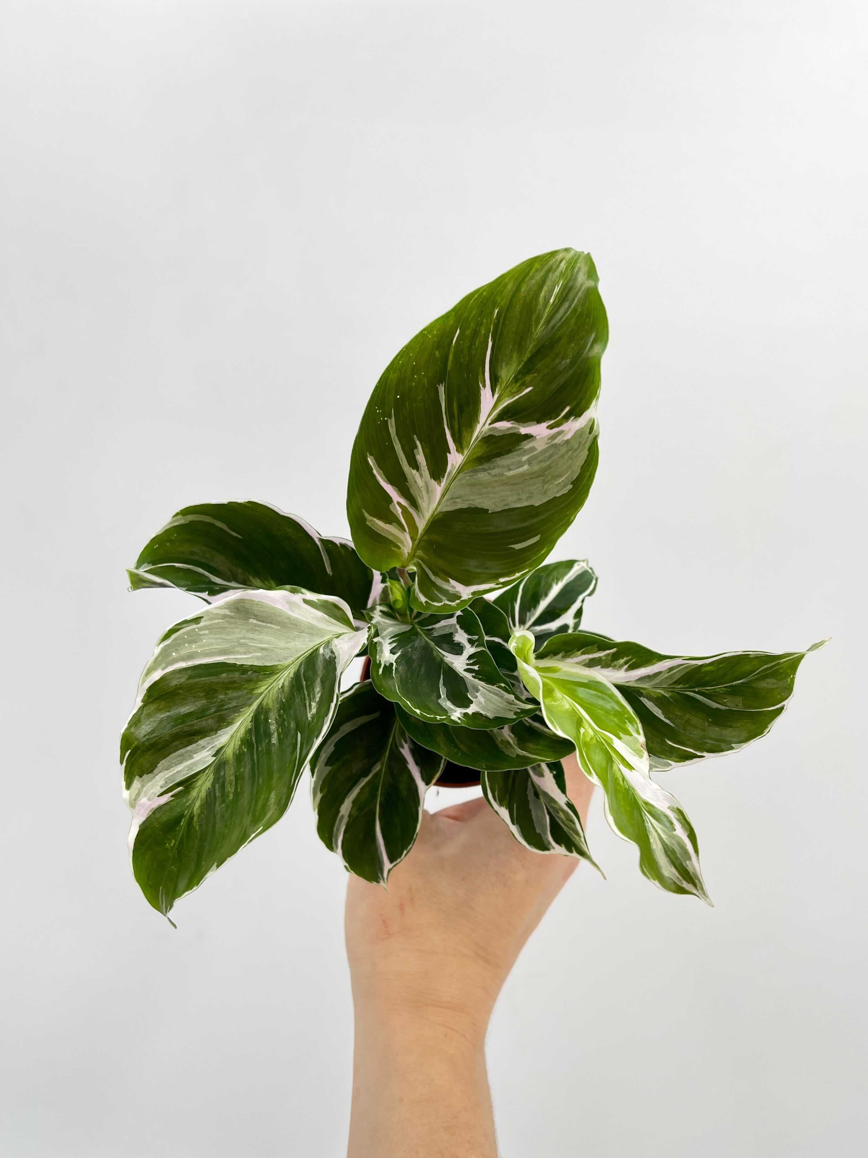 Calathea White Fusion, 6cm, Rare Prayer Plant