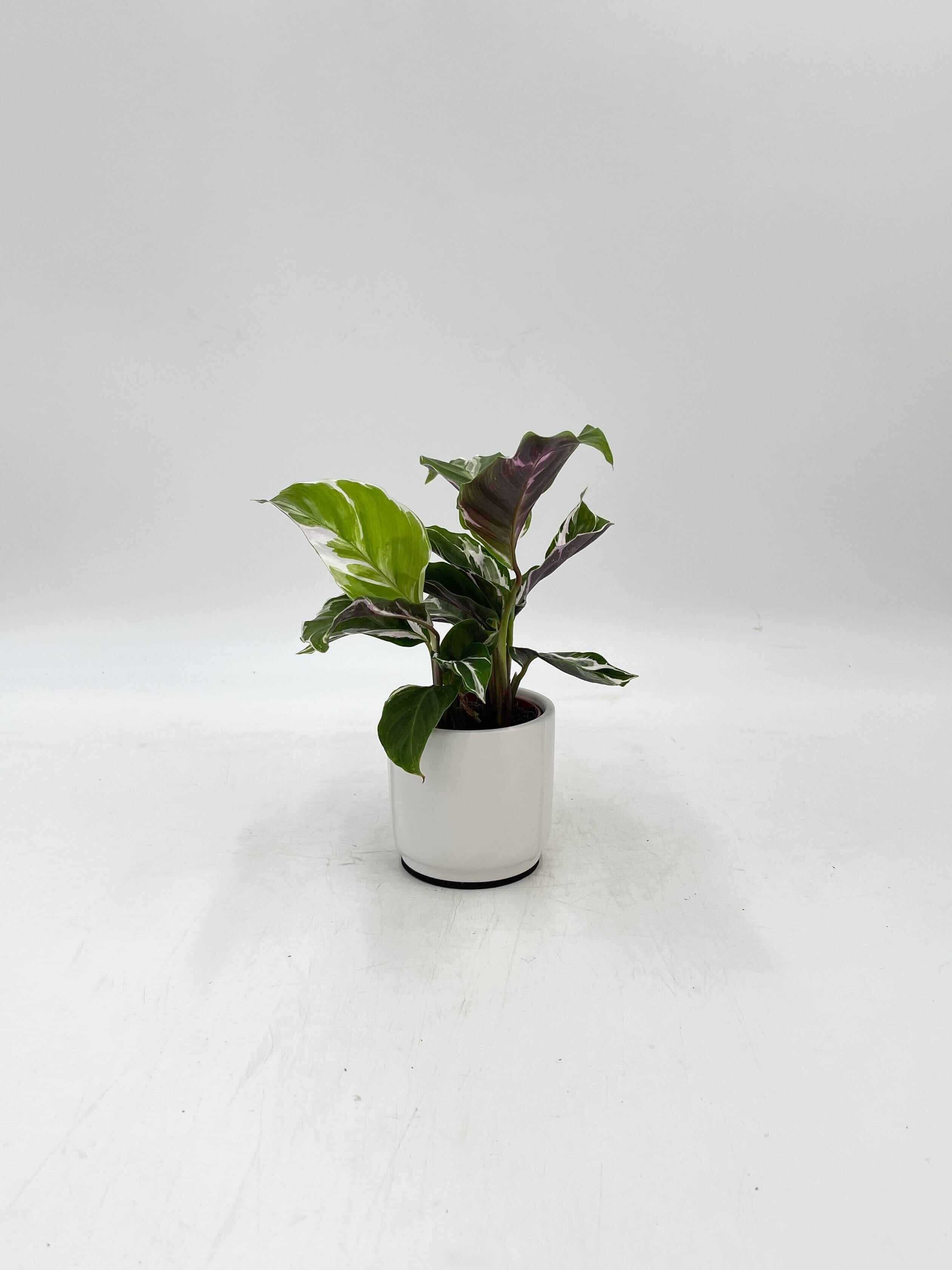 Calathea White Fusion, 6cm, Rare Prayer Plant