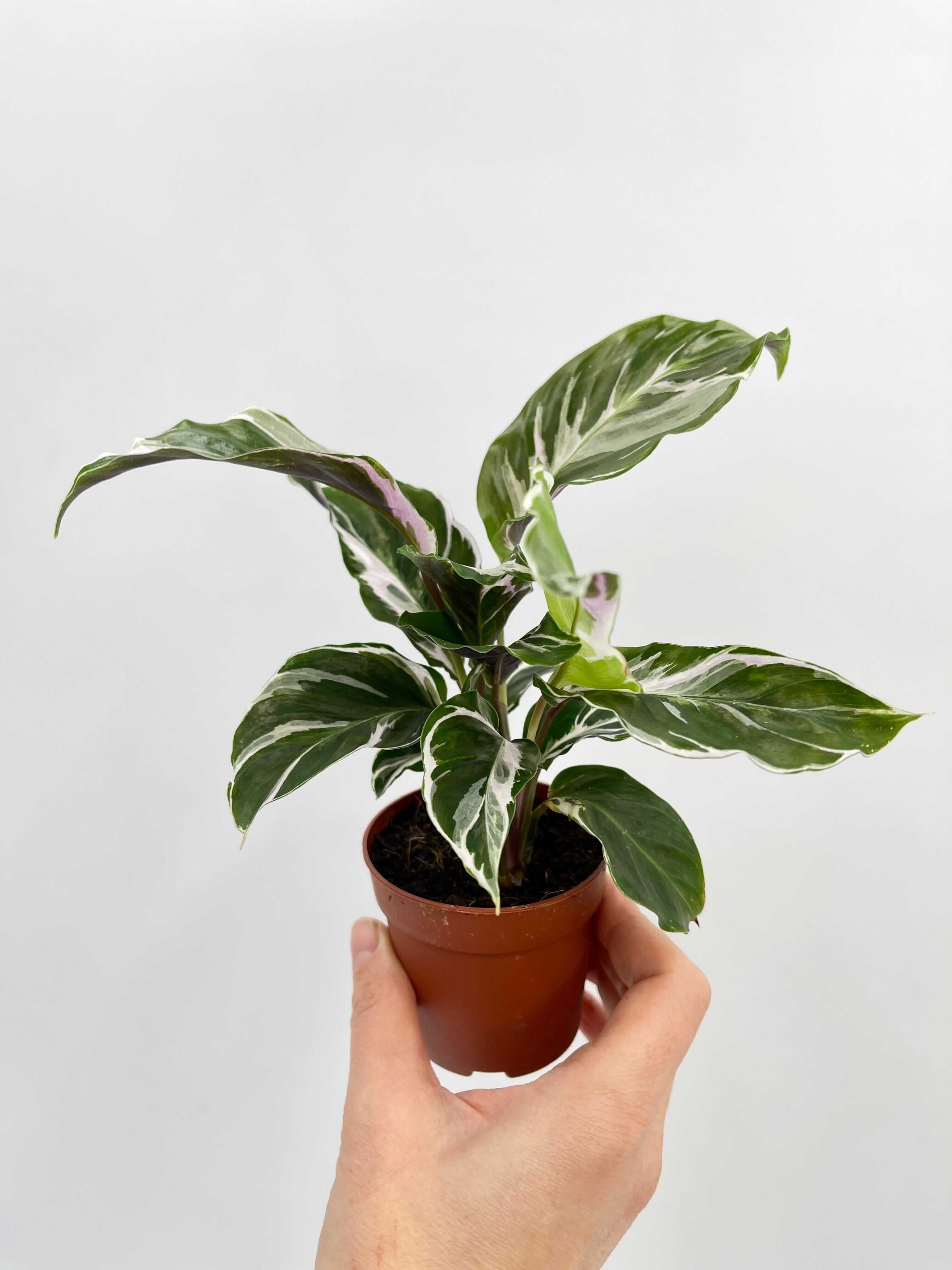 Calathea White Fusion, 6cm, Rare Prayer Plant