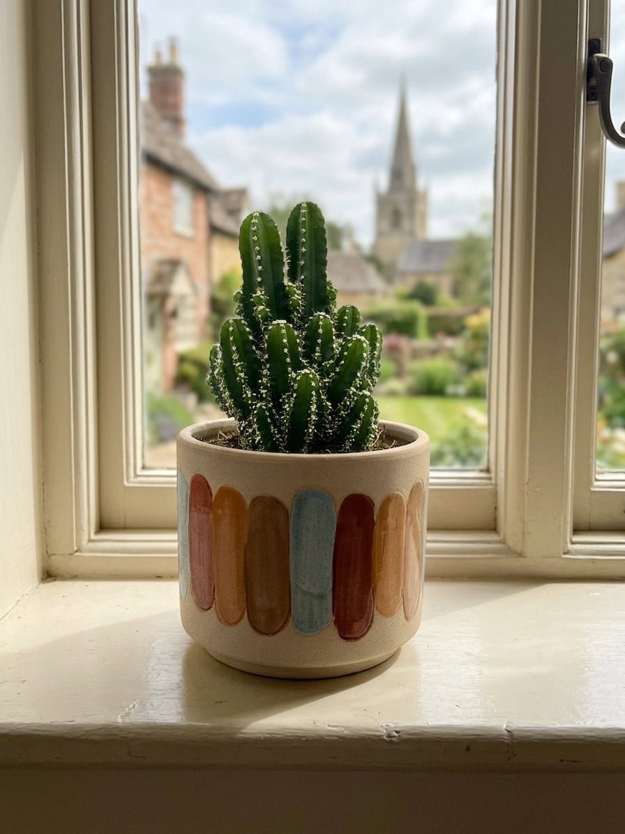 Cereus peruvianus Florida, Peruvian Apple Cactus - Rebel Plants