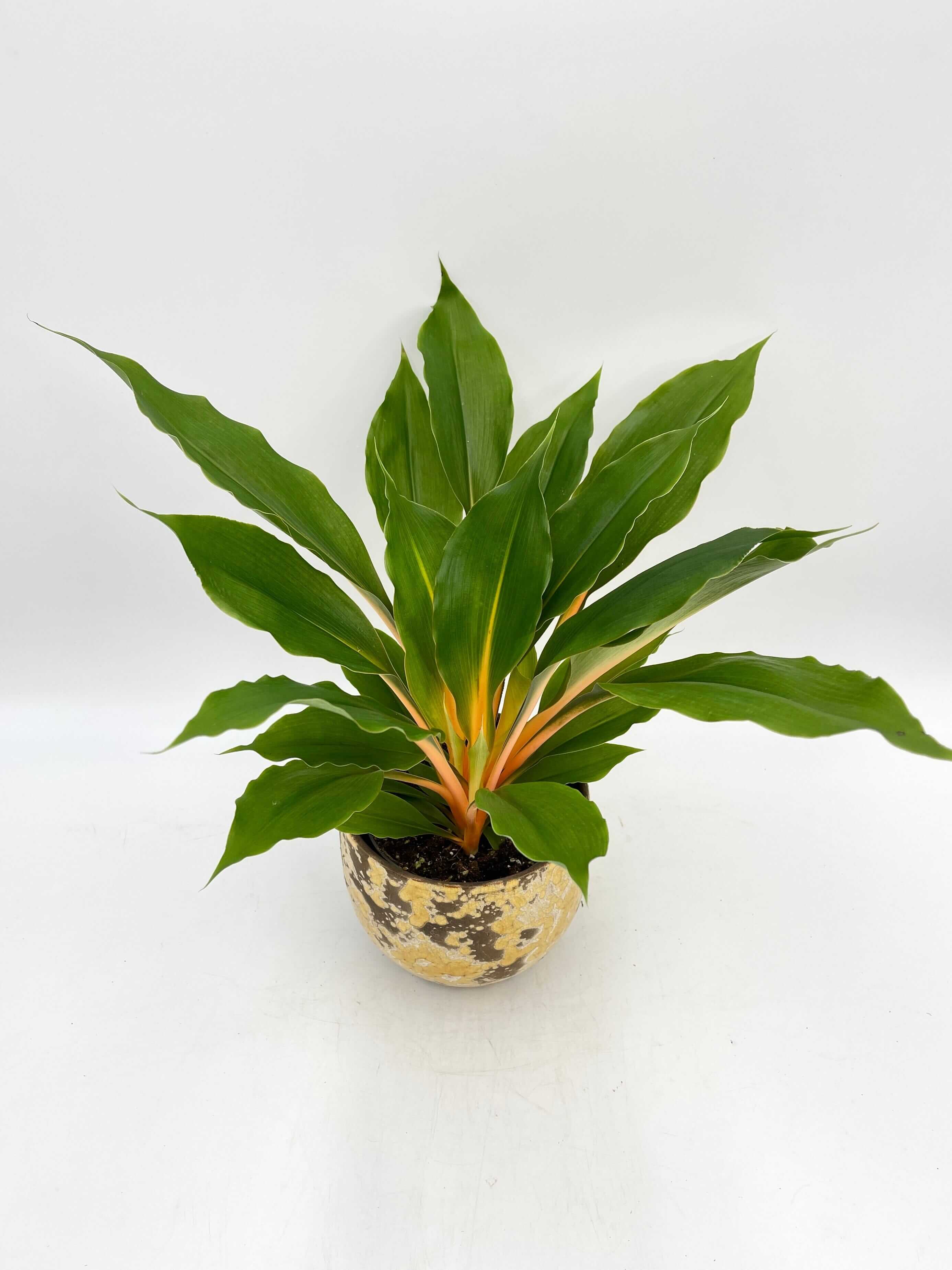 Chlorophytum Orchidastrum, Spider Plant, Green Orange Plant, Pet Safe