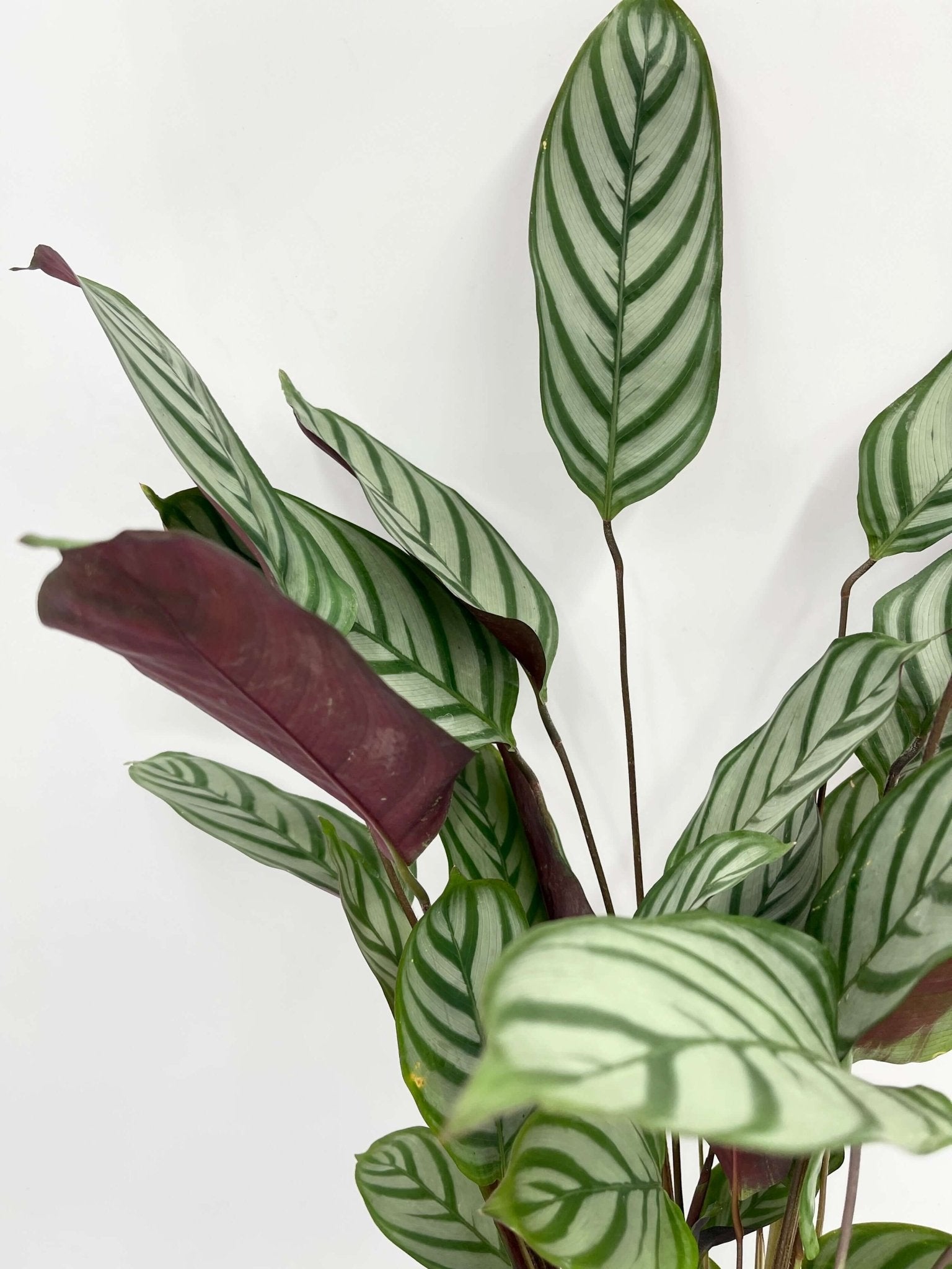 Ctenanthe Compactstar – Never-Never Plant | Striking Fishbone Foliage & Easy Care