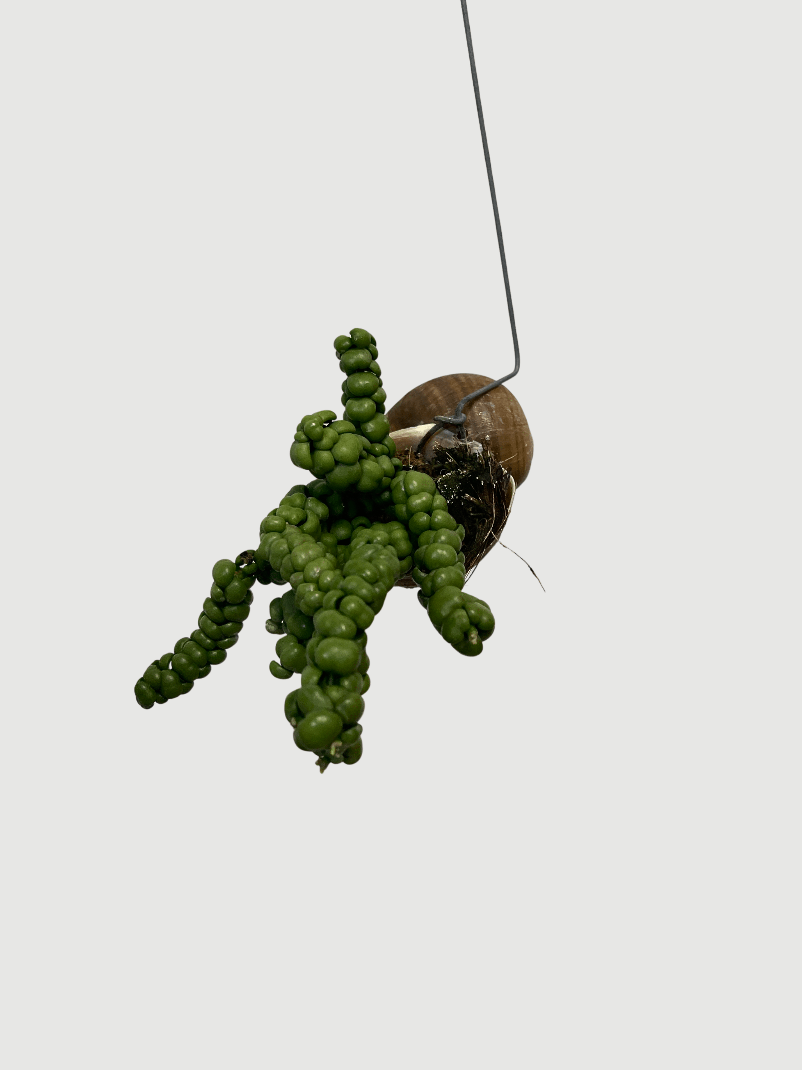 Dischidia Pangolin Kisses in Snaily's Shell | Rare Hanging Plant UK - Rebel Plants