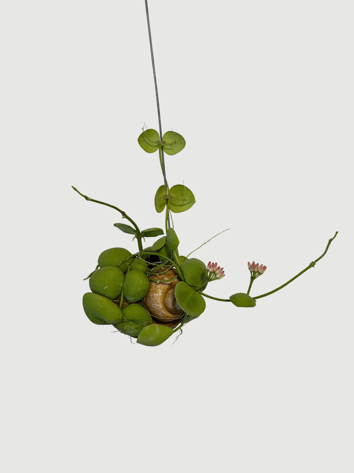 Dischidia pectenoides | Rare Epiphytic Trailing Houseplant - Rebel Plants