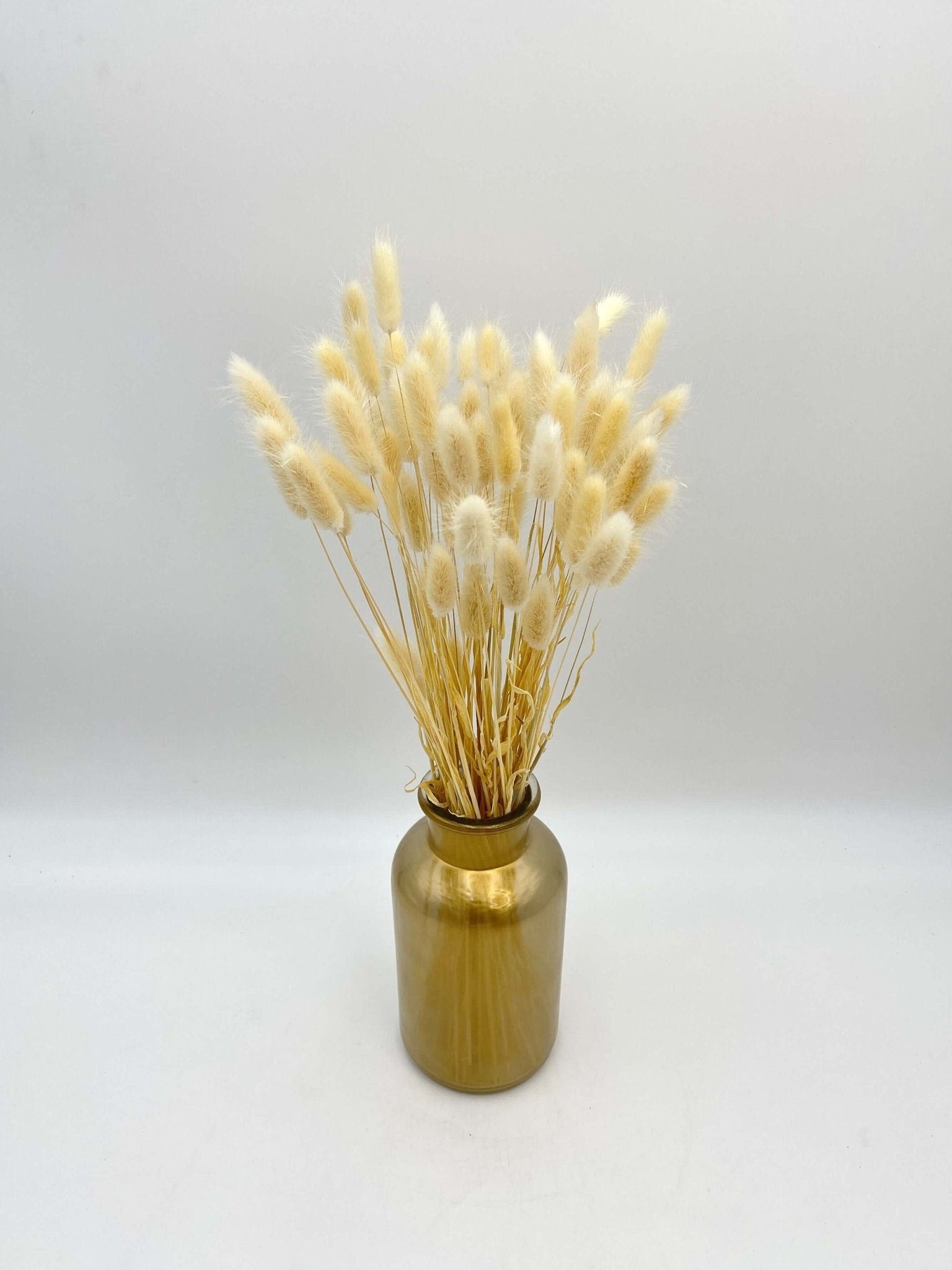 Dried Lagurus, Bunny Tails Grass, Dried Flowers, Cream White