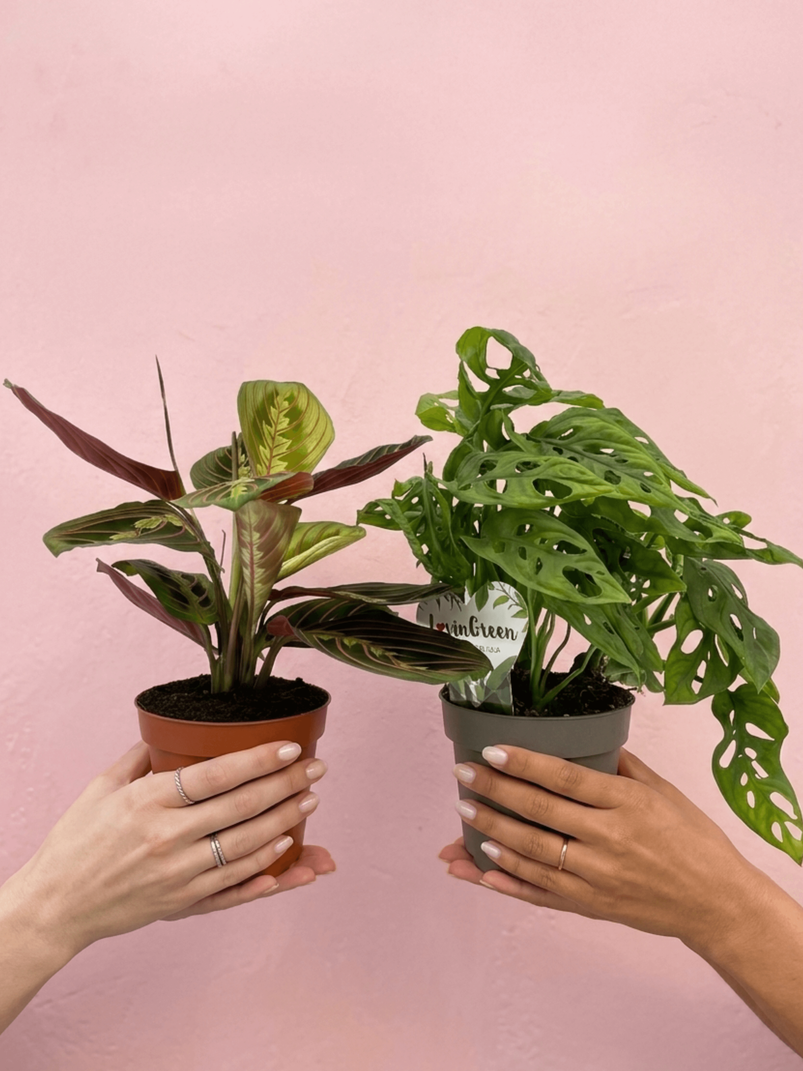 Trailing Houseplant Bundle, Monstera Adansonii, Maranta Fascinator