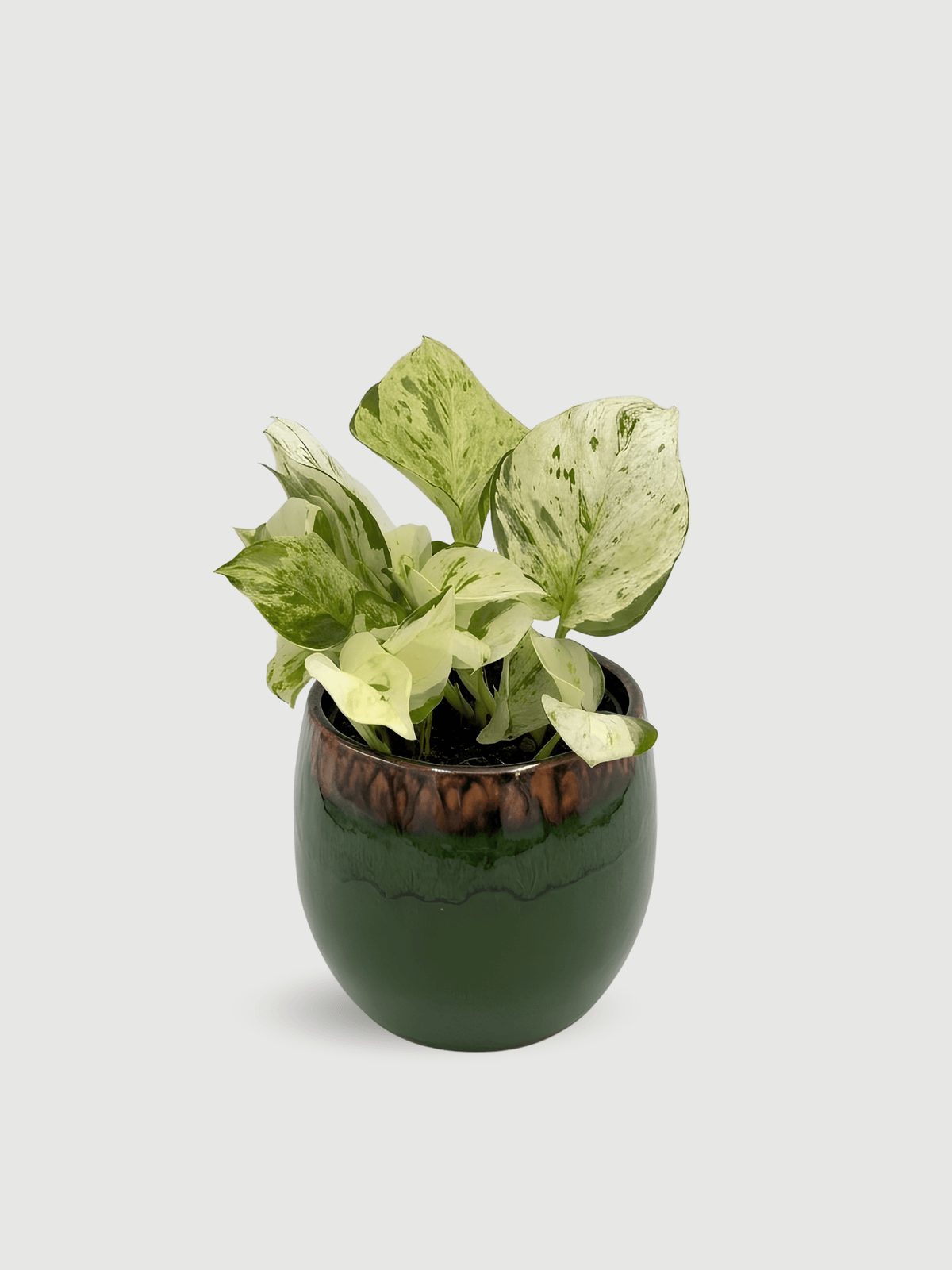 Epipremnum Aureum, Happy Leaf Manjula Pothos - Rebel Plants