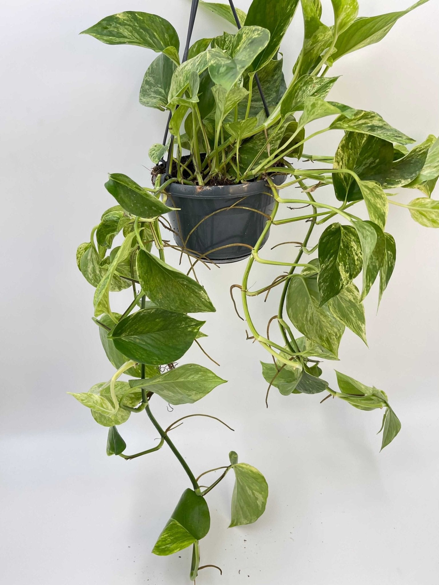Epipremnum Pinnatum, Marble Queen Money Plant, Pothos, Trailing Houseplant