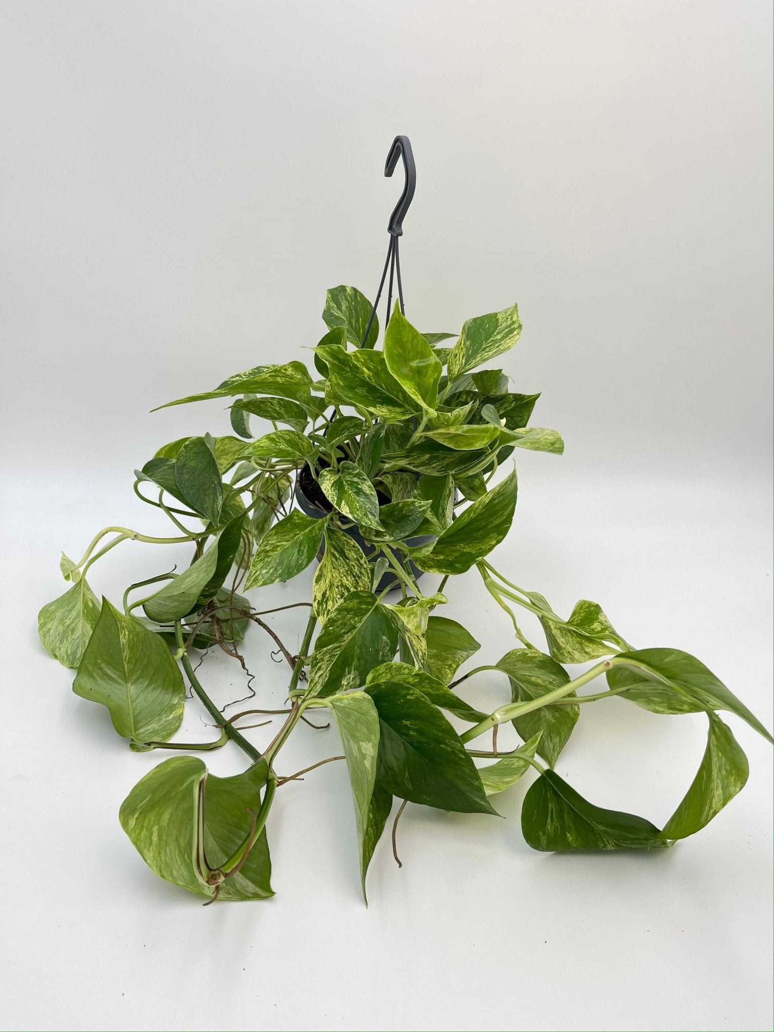 Epipremnum Pinnatum, Marble Queen Money Plant, Pothos, Trailing Houseplant