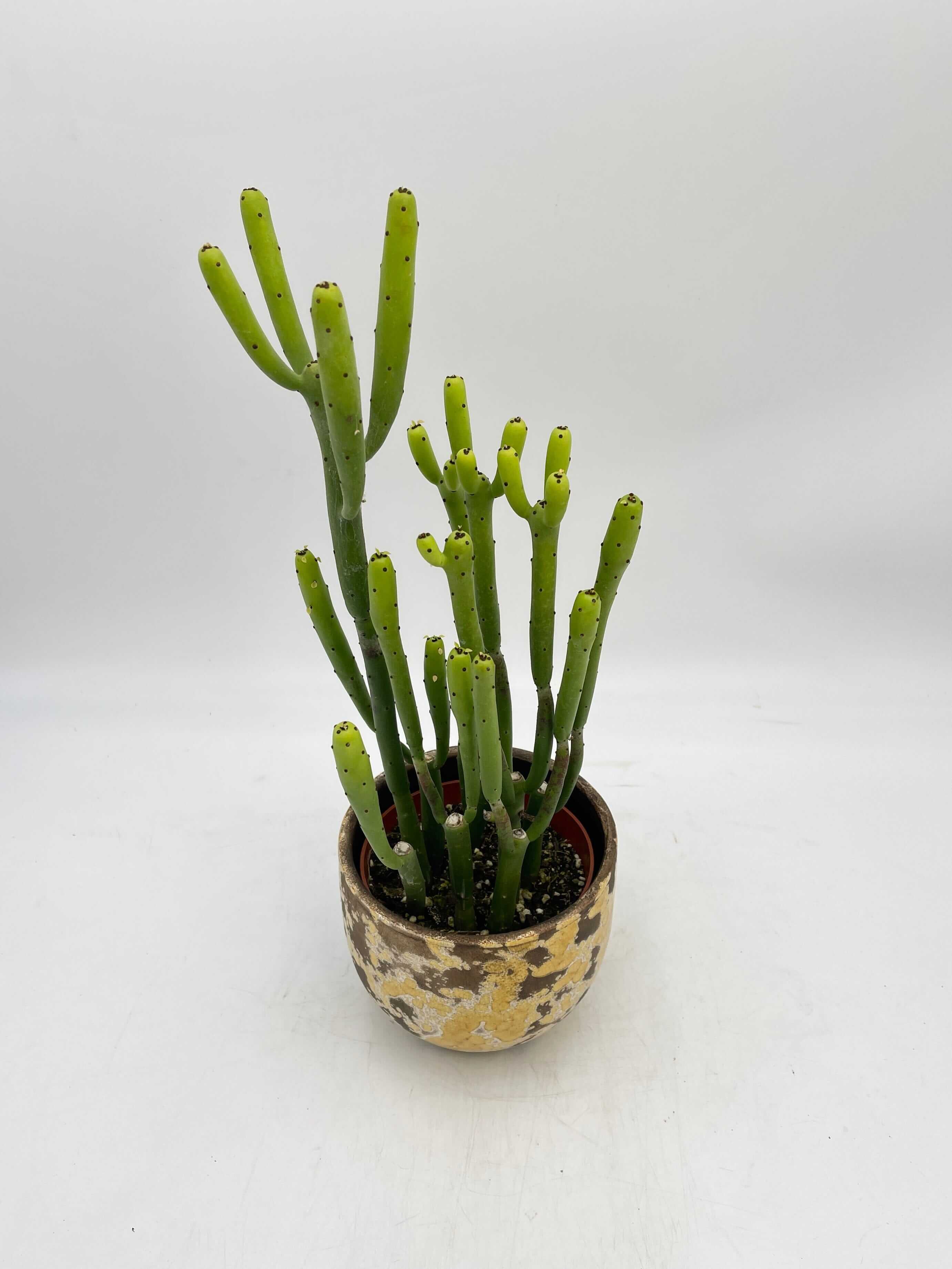 Euphorbia Cedrorum