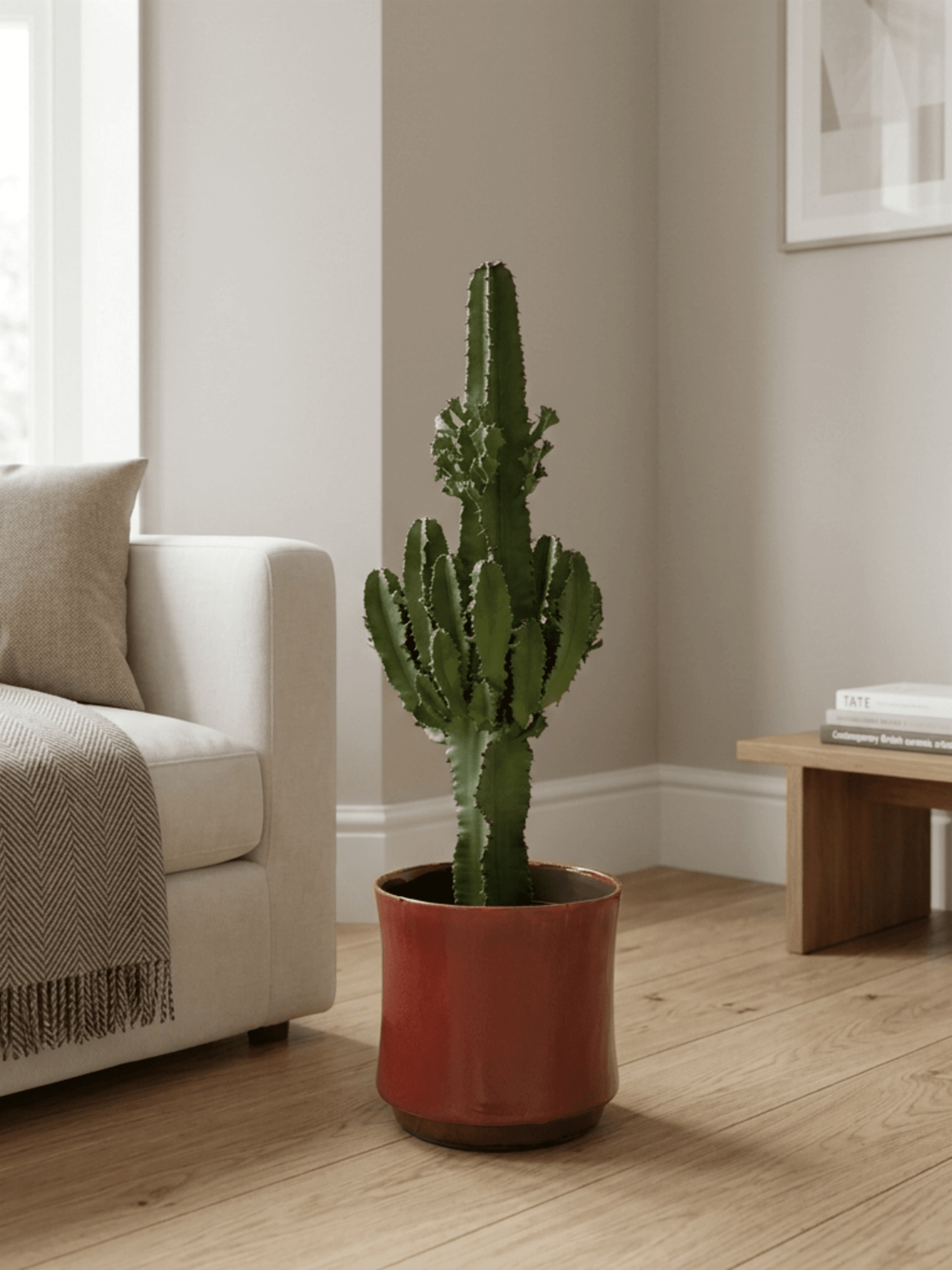 Euphorbia Erythraeae | Desert Cactus Statement Plant - 75-80cm - Rebel Plants