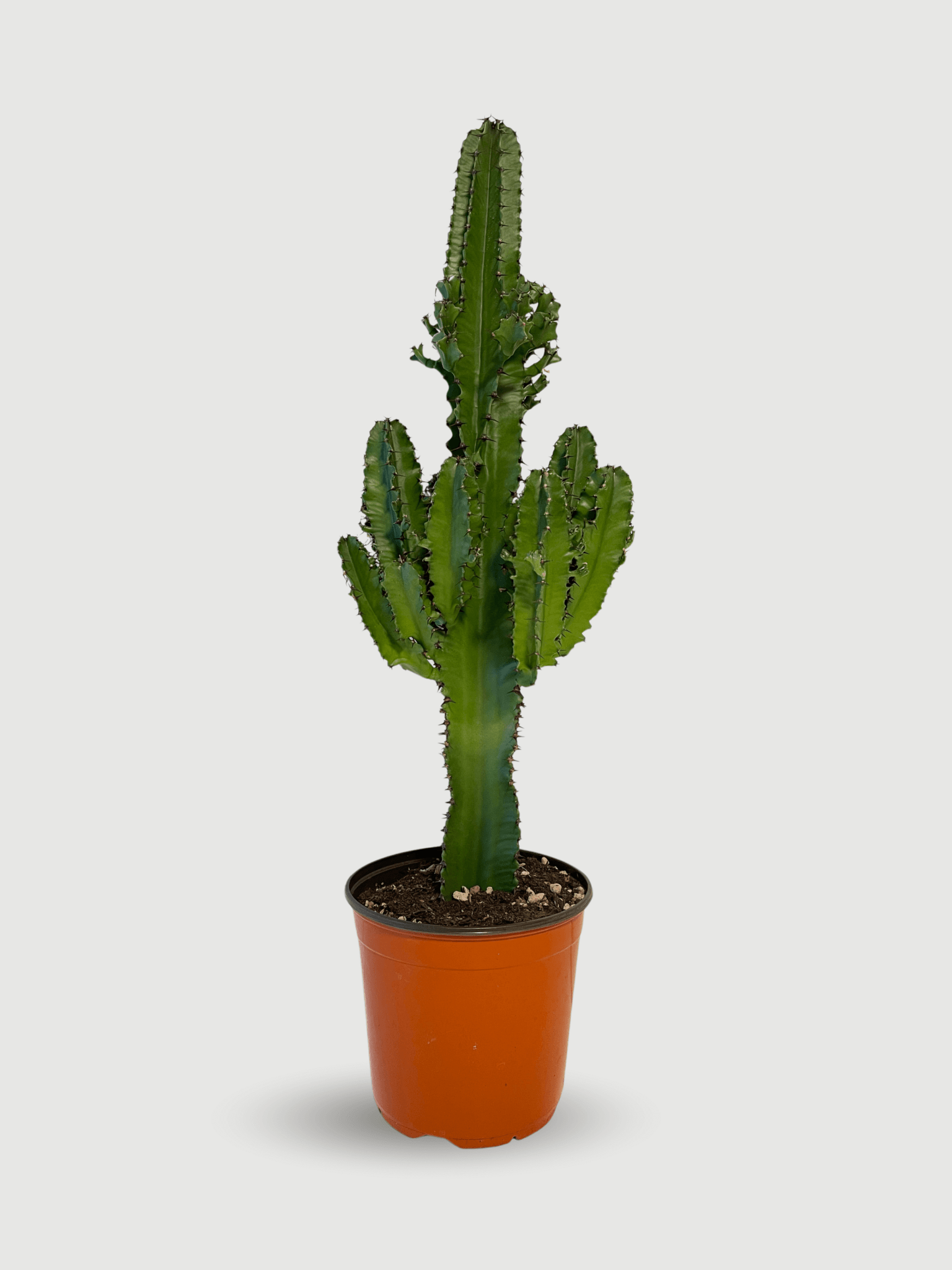 Euphorbia_Erytrea__The_Architectural_Statement_Piece_70-75cm