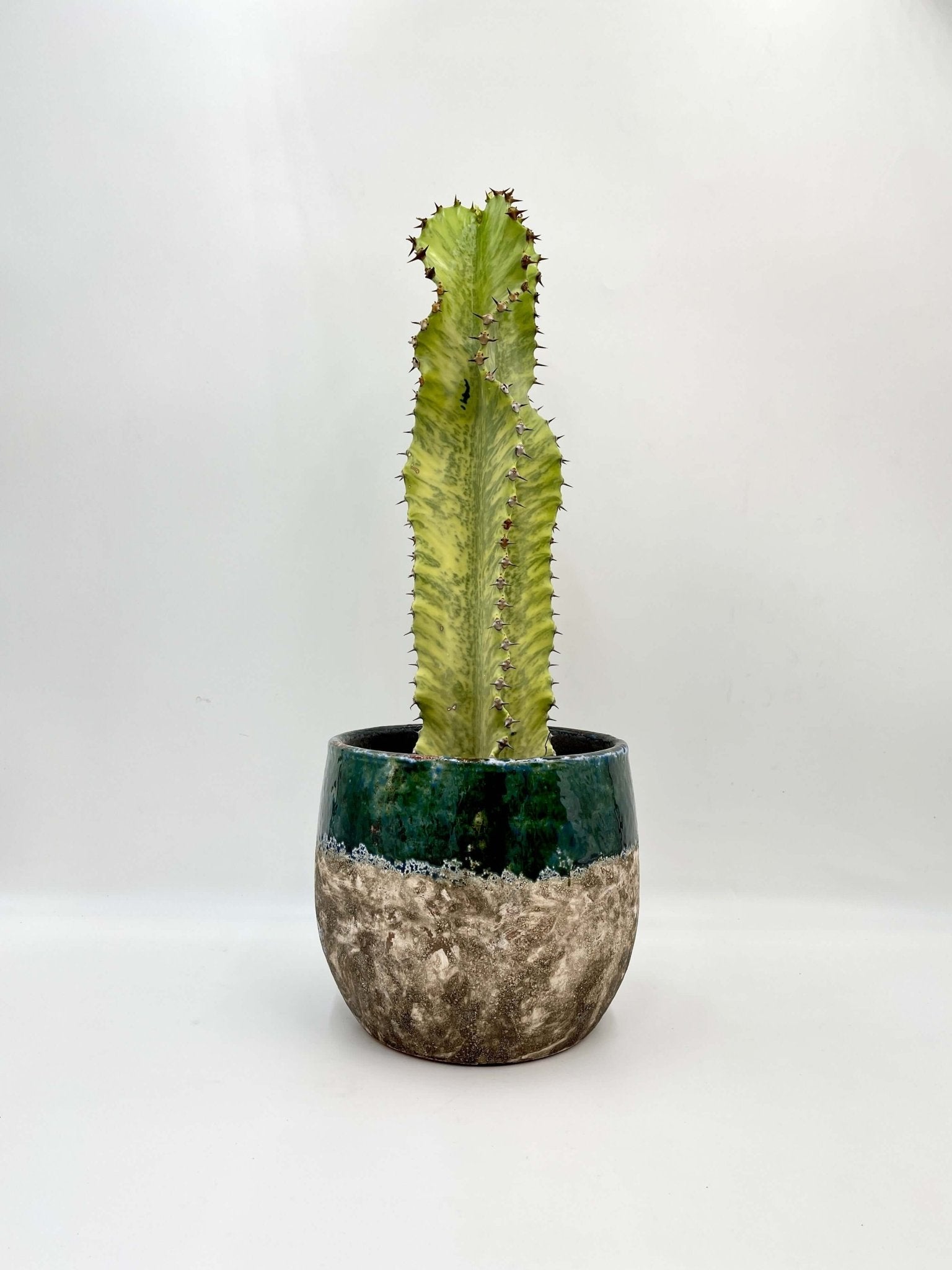 Euphorbia marmorata | Marbled Euphorbia Plant
