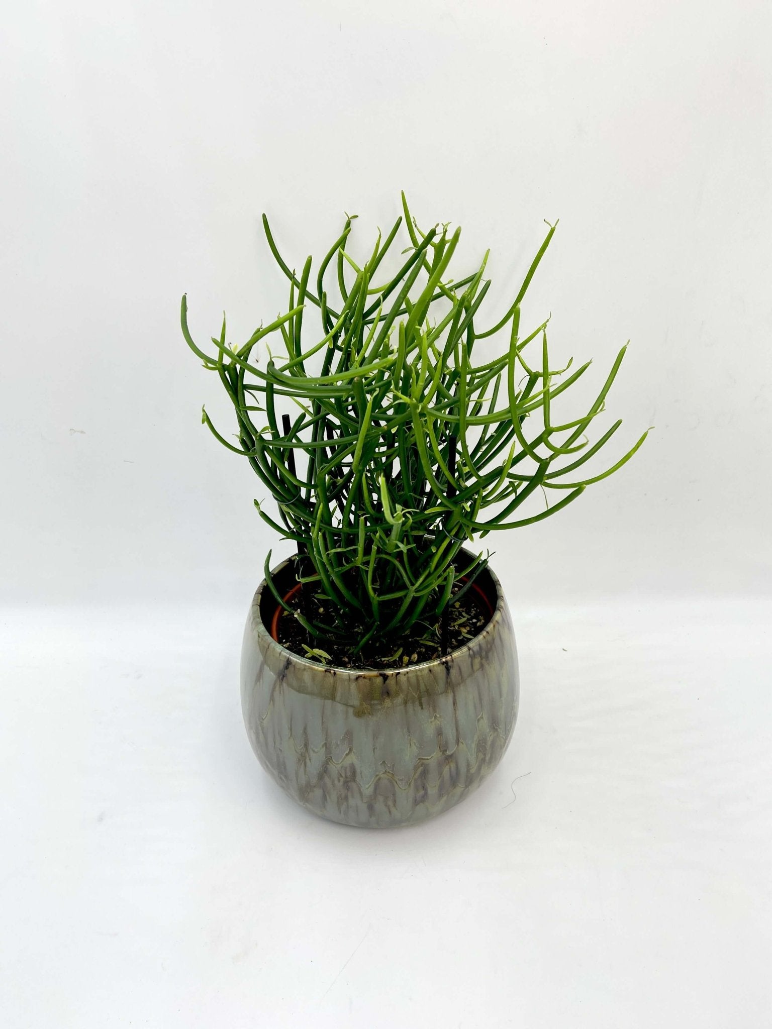 Euphorbia Tirucalli - Pencil Cactus Plant - Easy Care Succulent