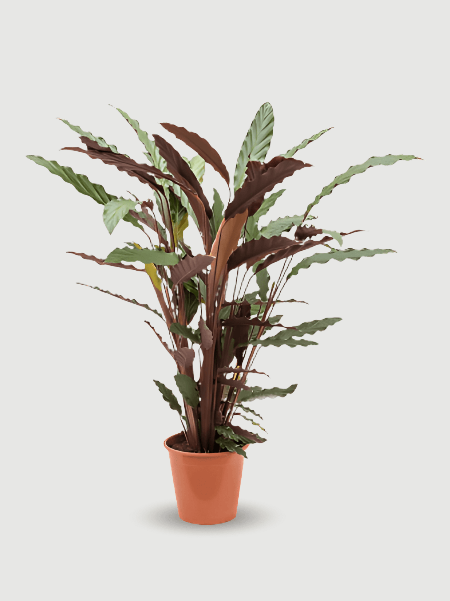 Extra Large Calathea Wavestar– Pet-Friendly Tropical Houseplant with Wavy Foliage, Large Office Plant, 85cm
