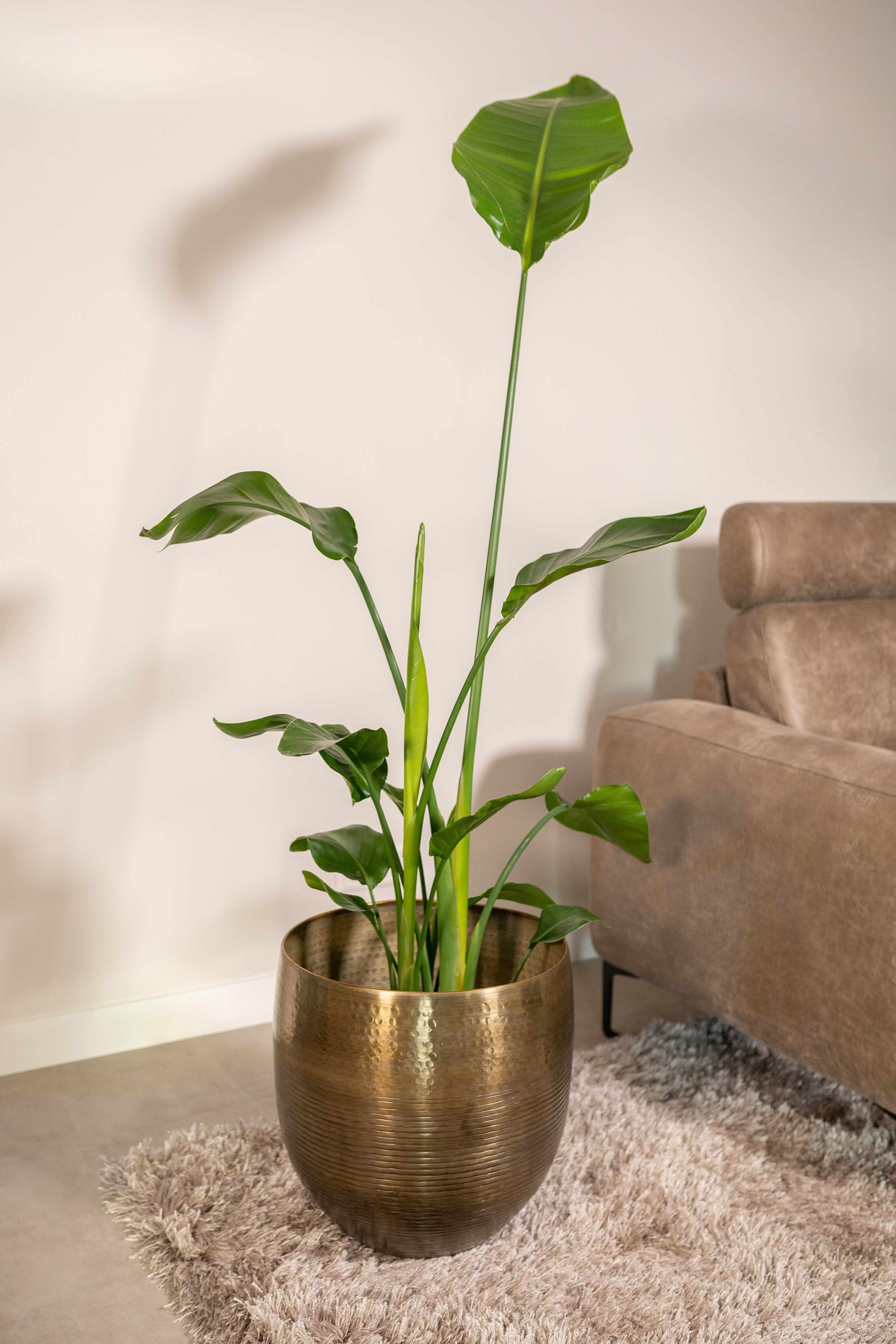 Fabio Metal Plant Pots, Brass Antique, XL Pots, House Plant Pot in Multiple Sizes