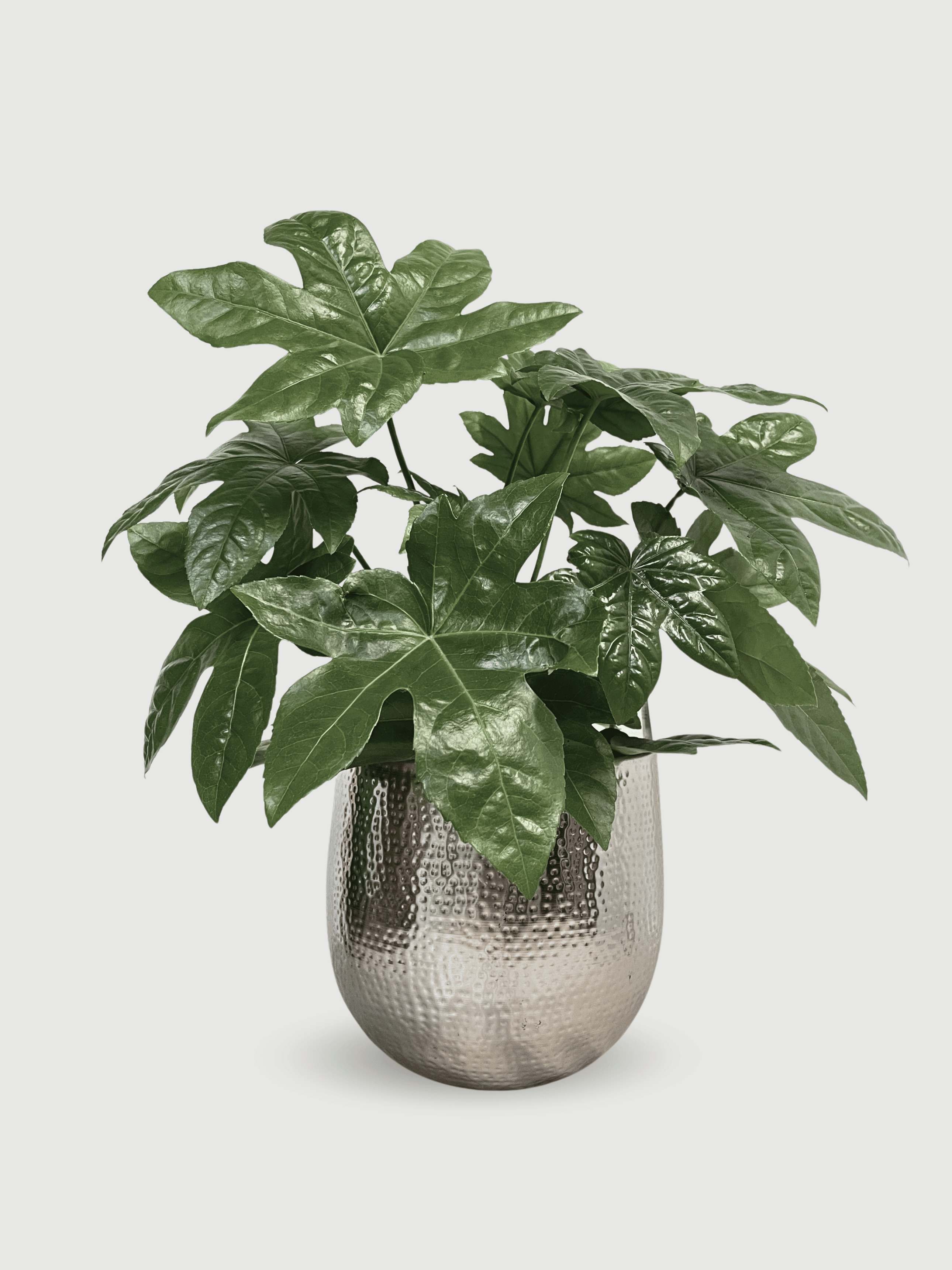 Fatsia Japonica in Silver Pot | Plant & Pot Bundle, Ready to Display - Rebel Plants