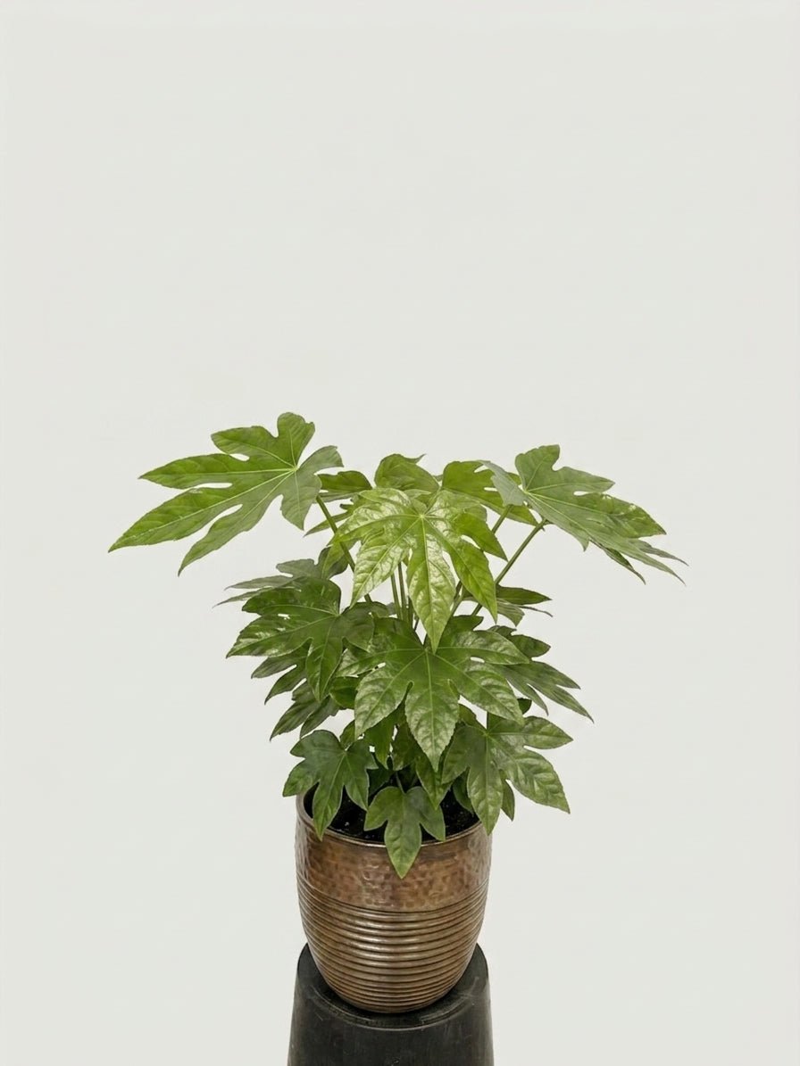 Fatsia japonica - Large Japanese Aralia - Rebel Plants