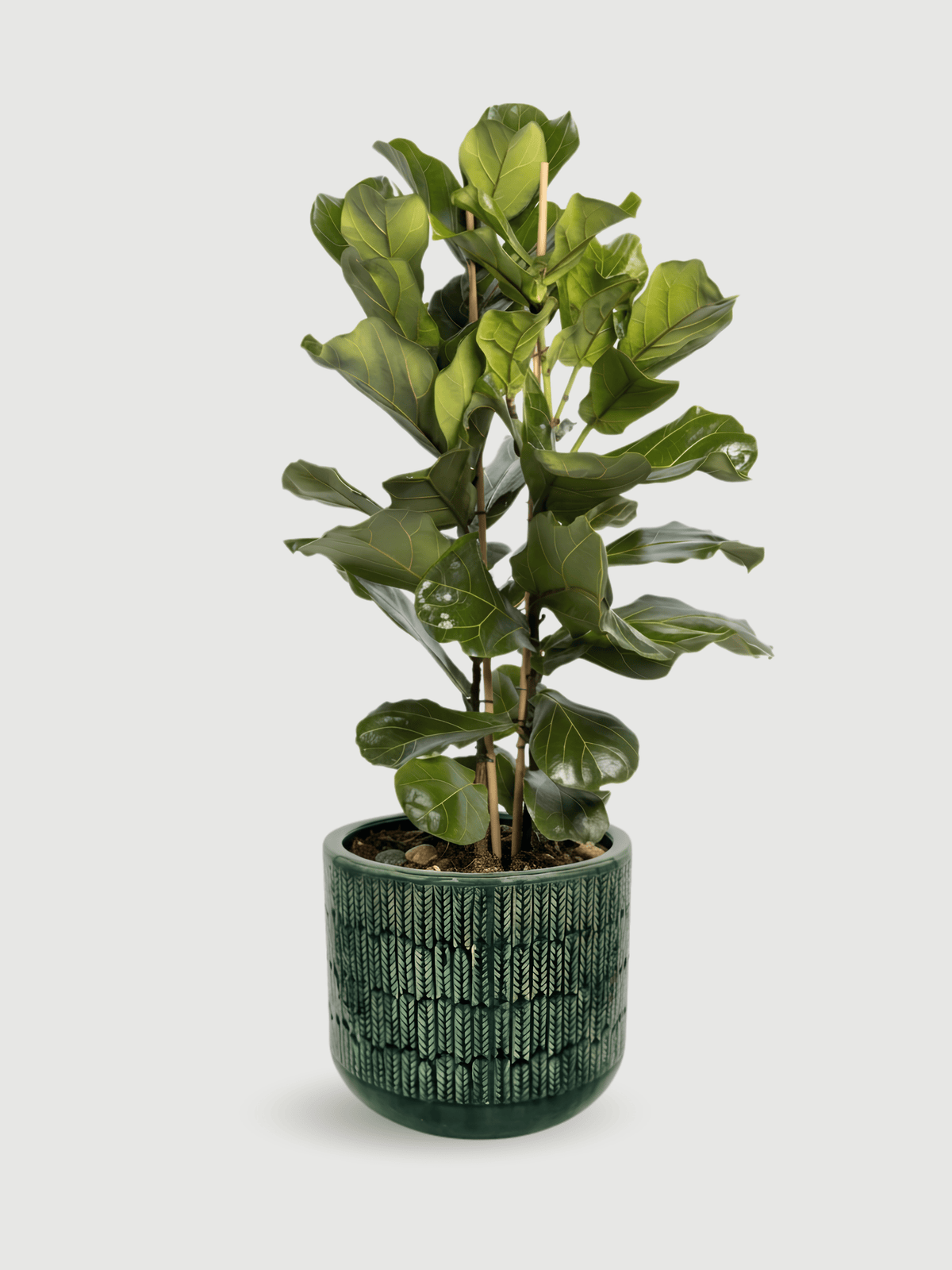 Fiddle leaf fig tree - Ficus Lyrata - Large Leaf Indoor Tree - Rebel Plants