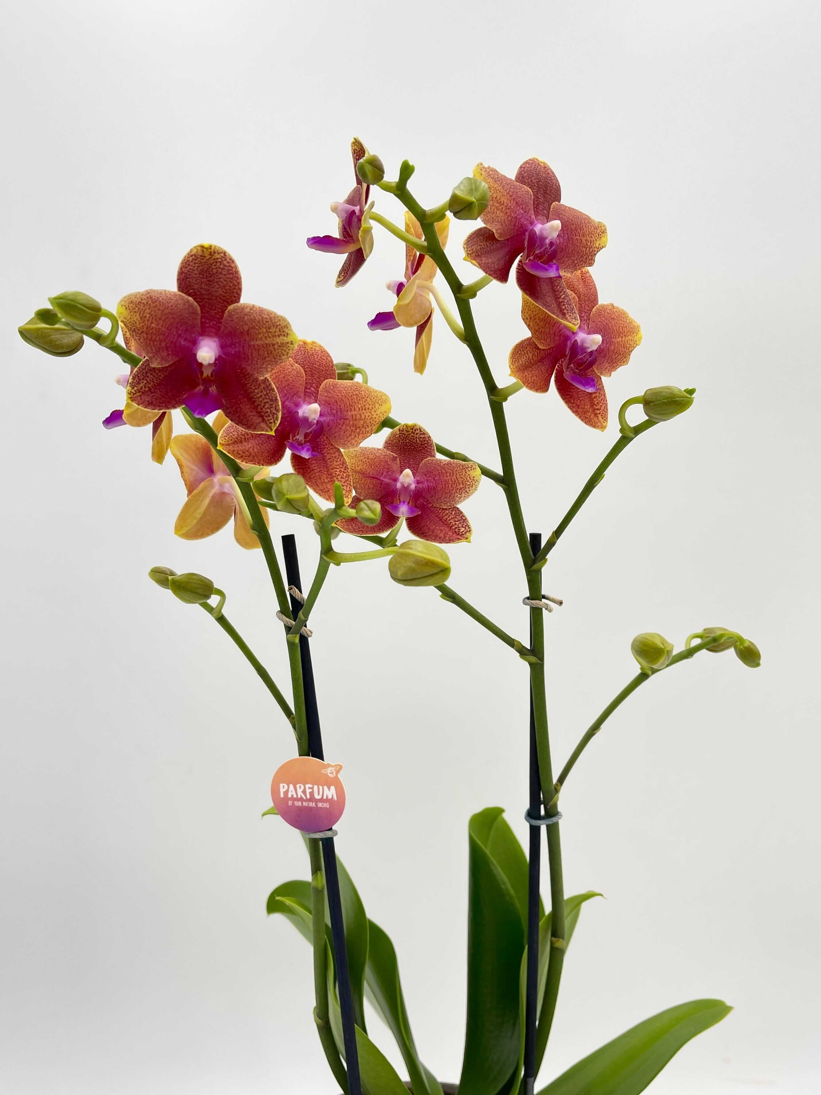 Fragrant Orchid Phalaenopsis Bolgheri in Fabio Metal Pot