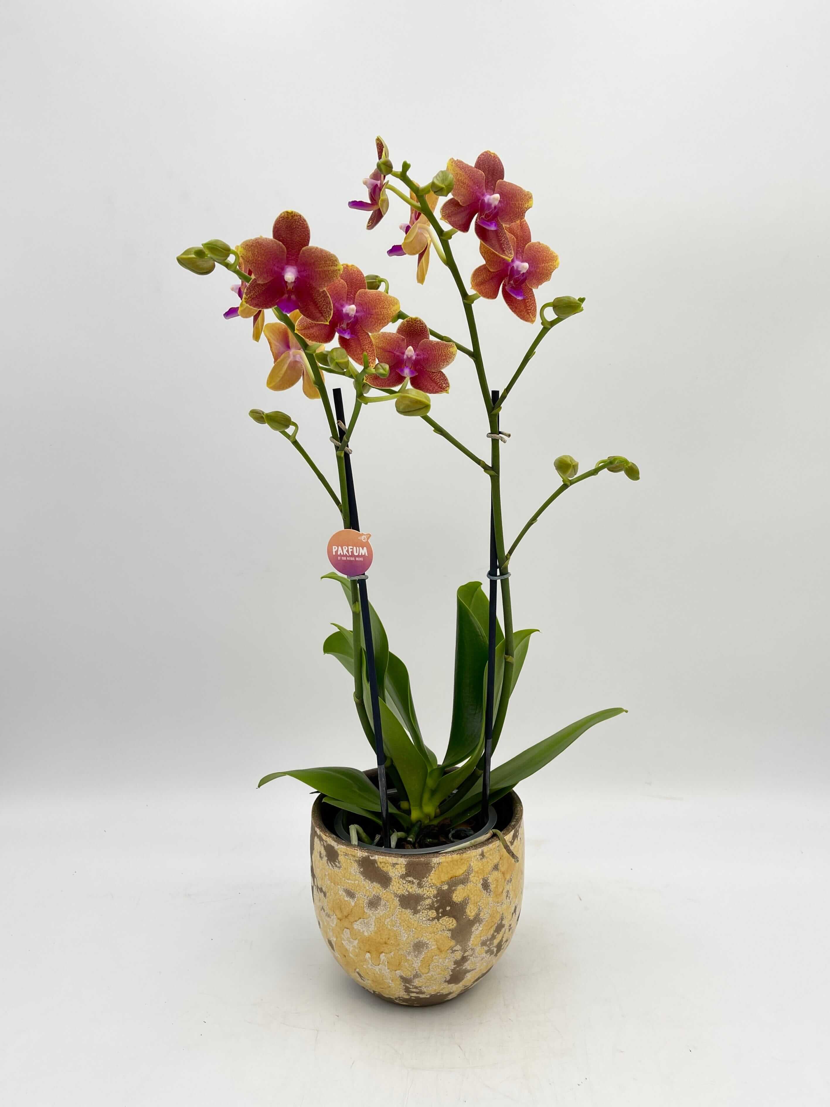 Fragrant Orchid, Phalaenopsis 'Bolgheri'